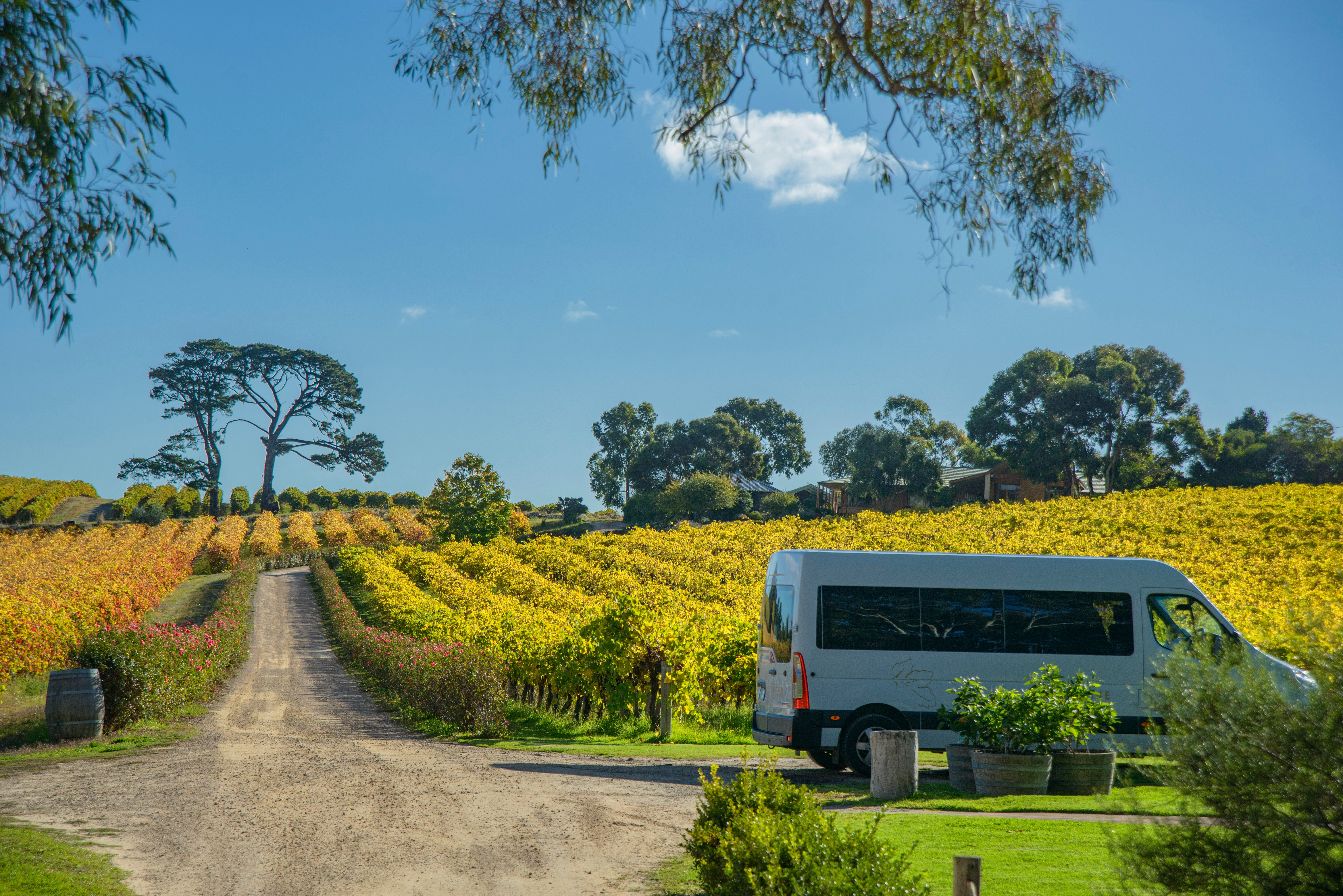 McLaren Vale Wine Region Small Group Tour