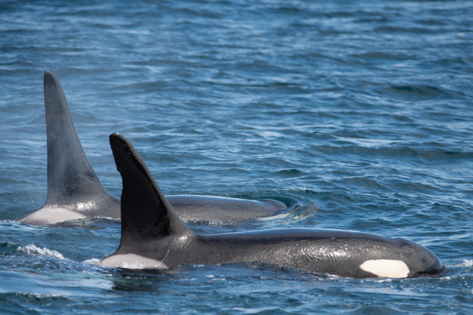 Kenai Fjords glacier cruise from Seward — tidewater glaciers and Alaska marine wildlife — image 8