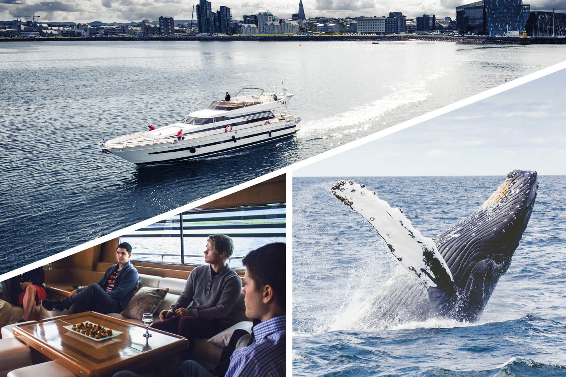 Whale & Dolphin Watching Yacht Cruise from Reykjavik