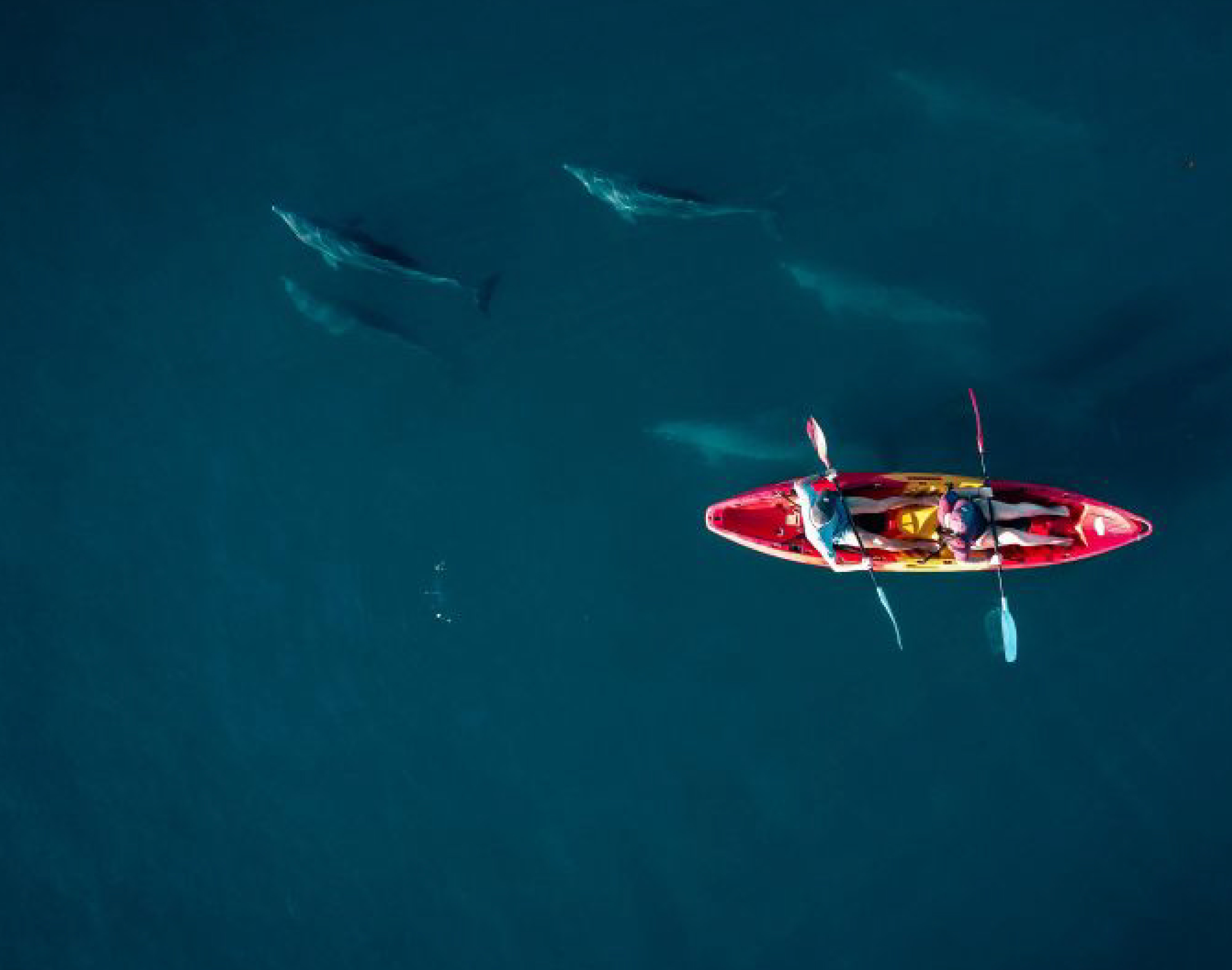Tamarin Bay Kayak Adventure with Dolphin Watching