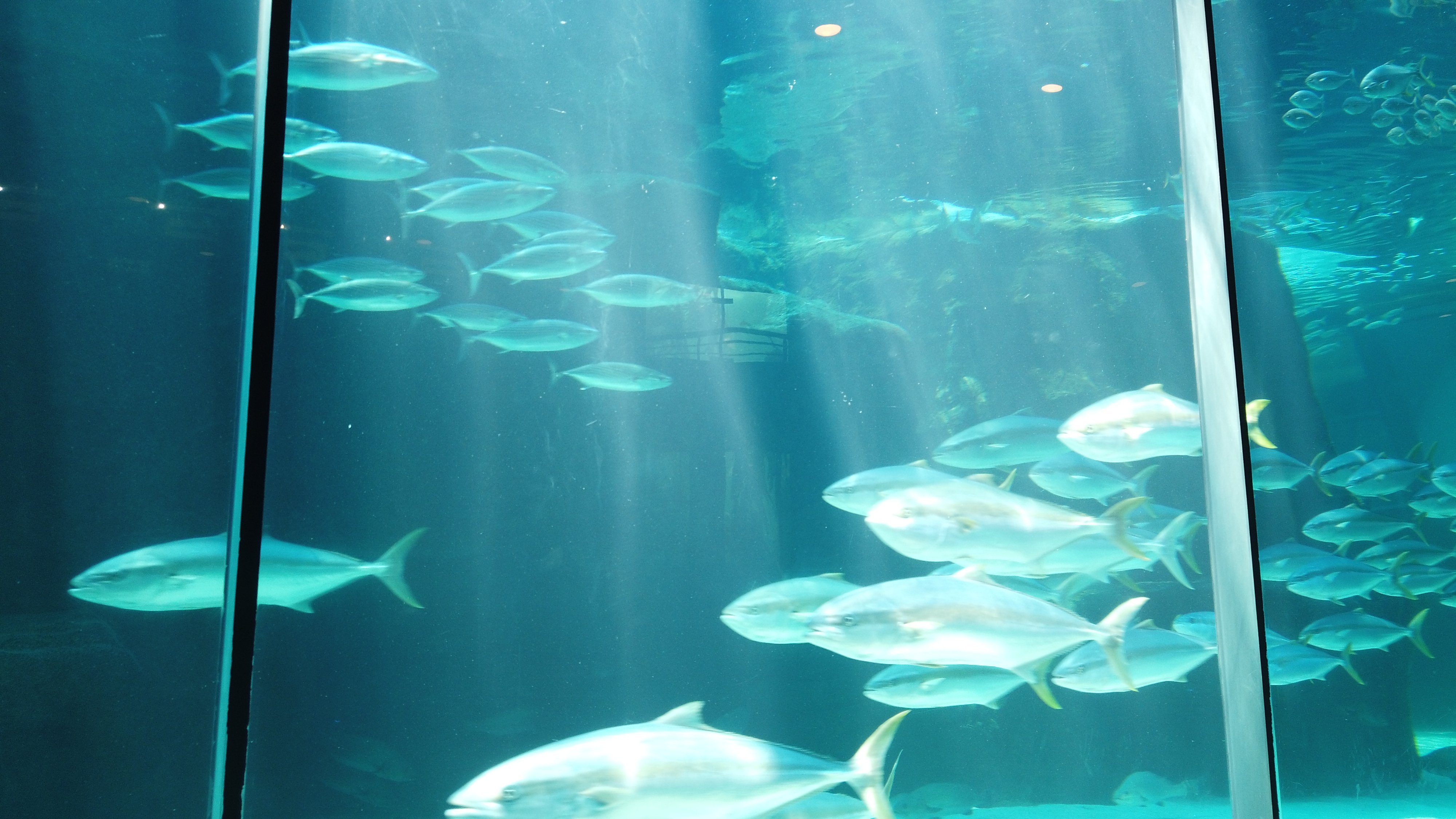 Cape Town Dual Icons: Table Mountain & Robben Island Day Tour