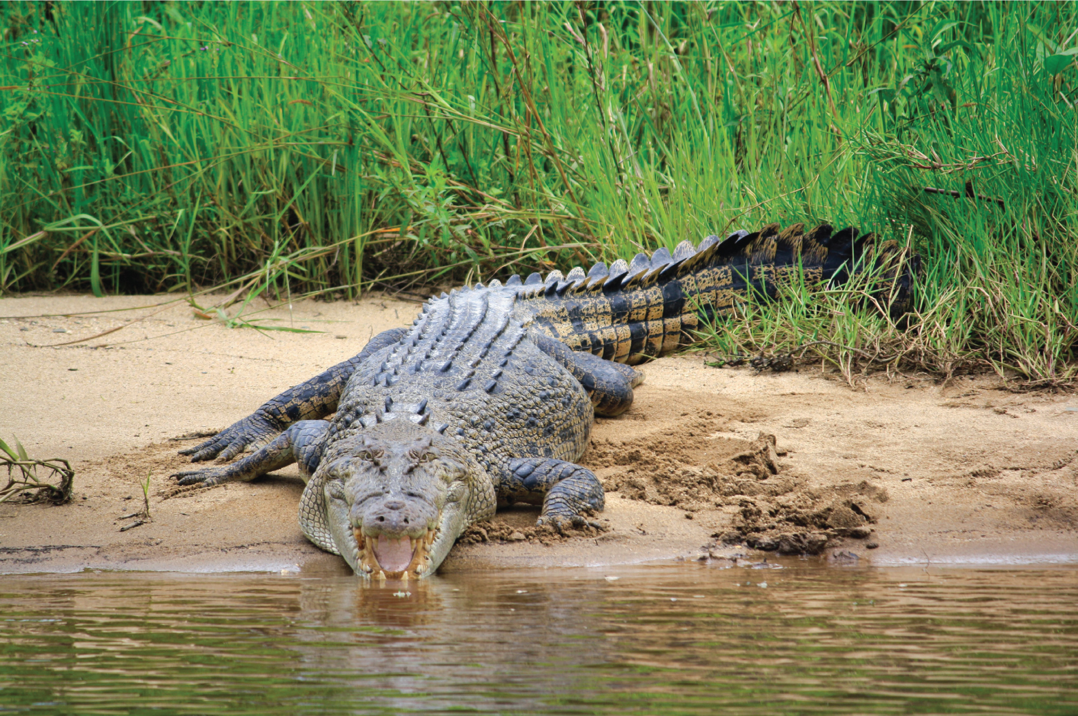 Crocodile Express Daintree River Wildlife Cruise