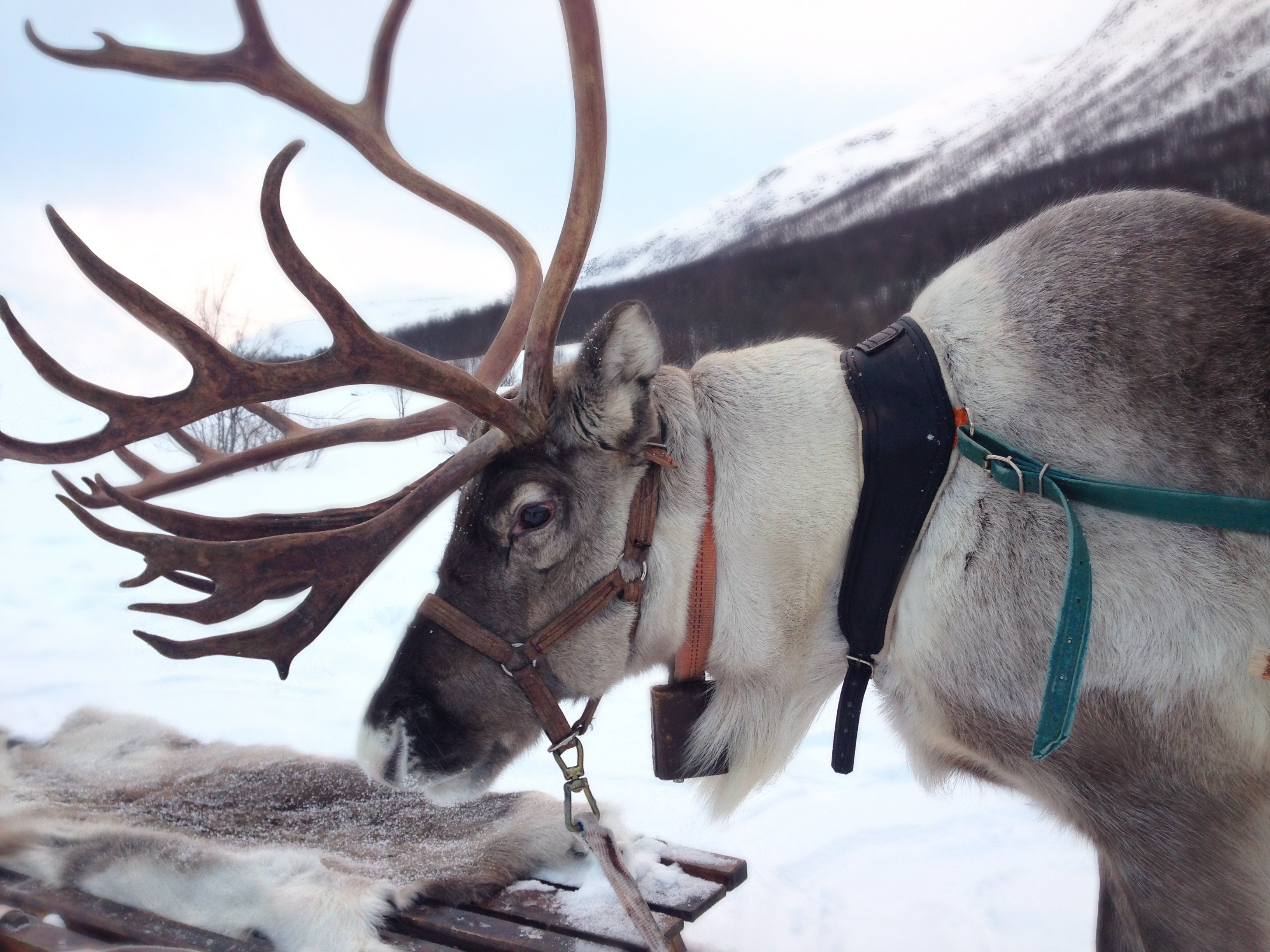 Traditional Reindeer Farm Experience with Sleigh Ride