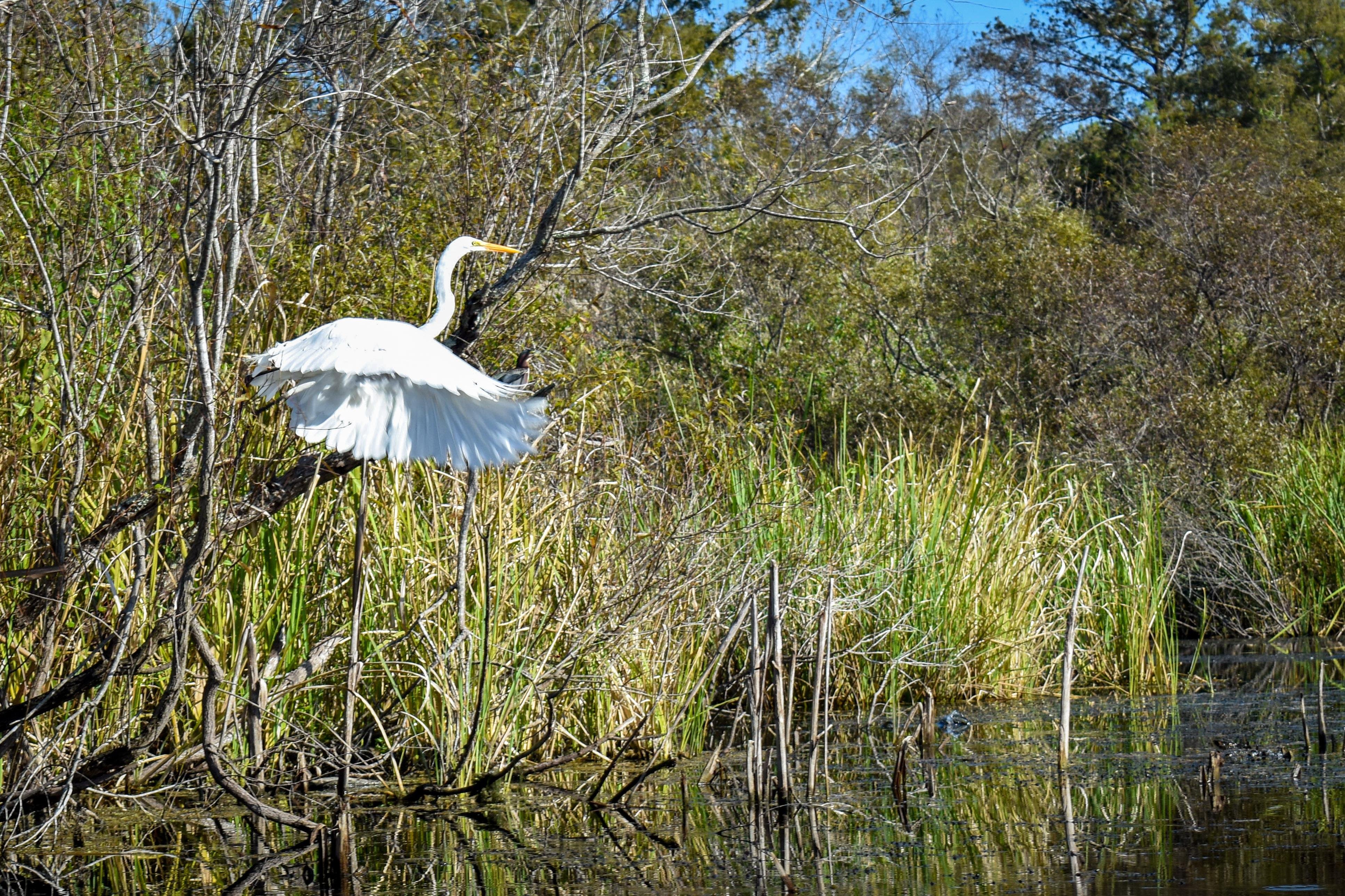 Everglades Mangrove Kayaking Expedition