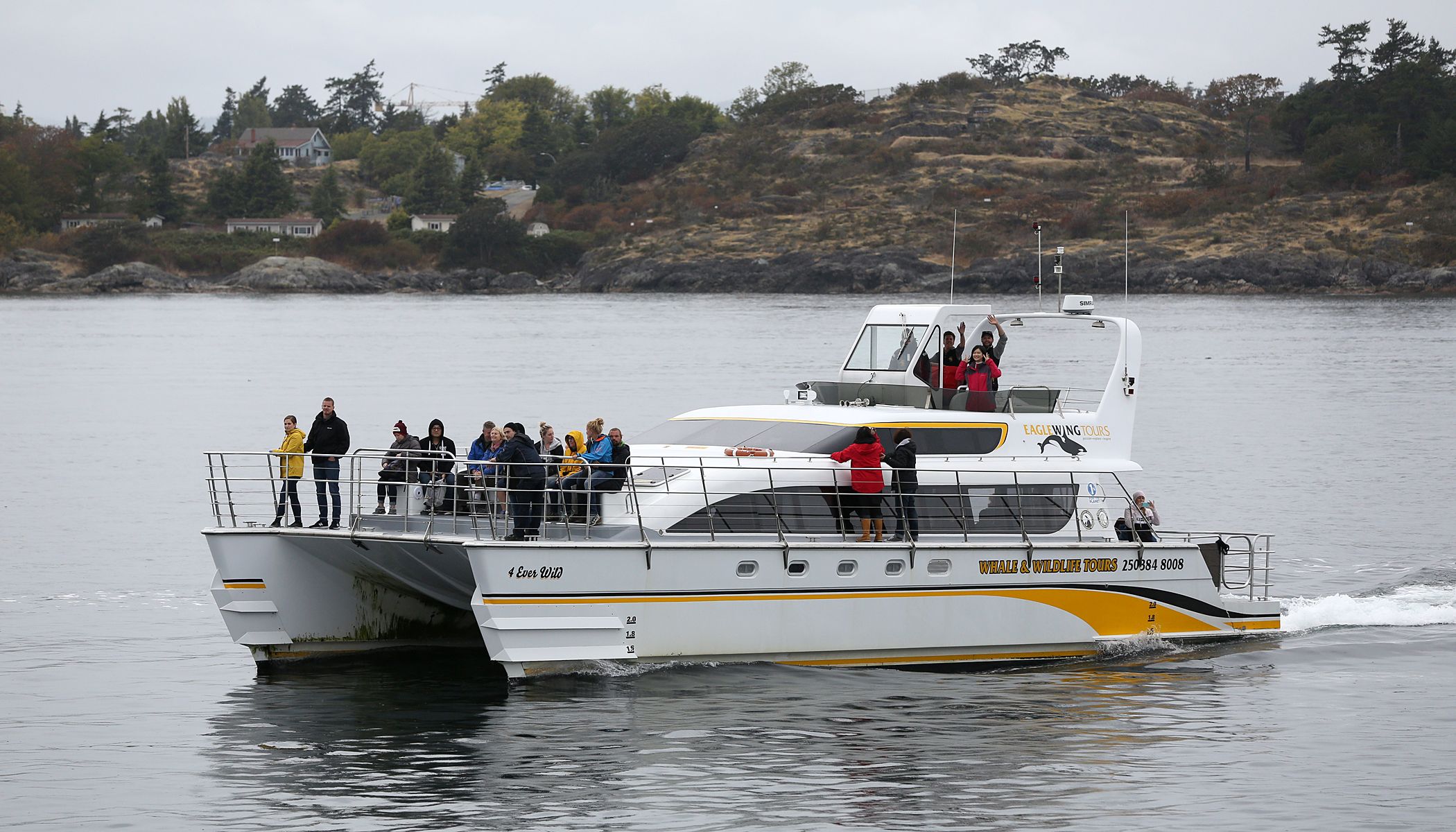Victoria: Guided Whale and Wildlife-Watching Cruise