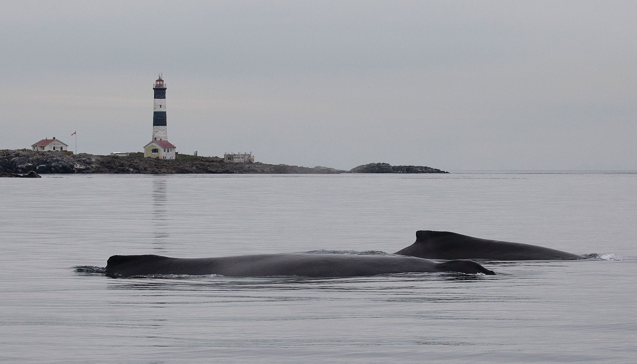 Victoria: Guided Whale and Wildlife-Watching Cruise