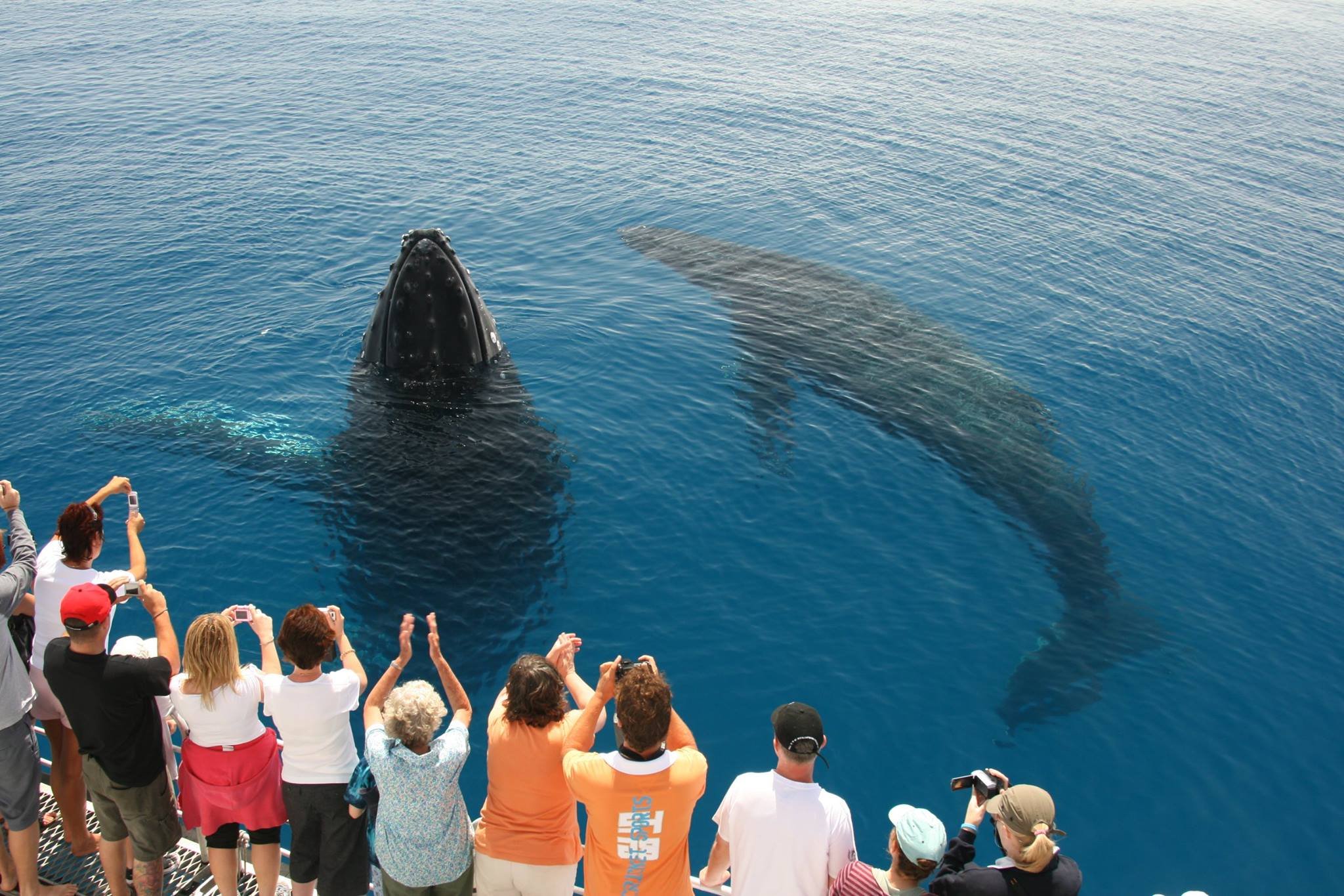 Fraser Island (K'gari): Remote Island and Whale Experience