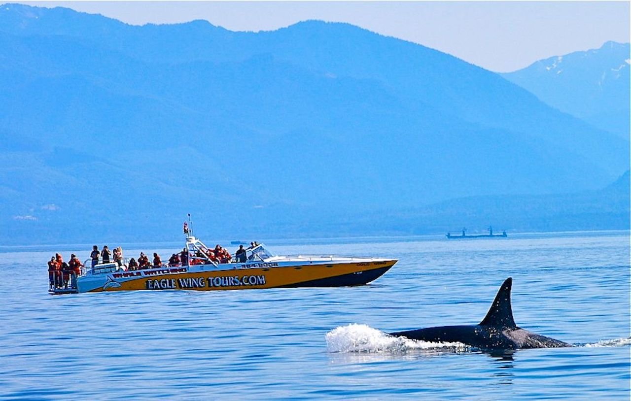 Victoria Morning Whale-Watching Expedition