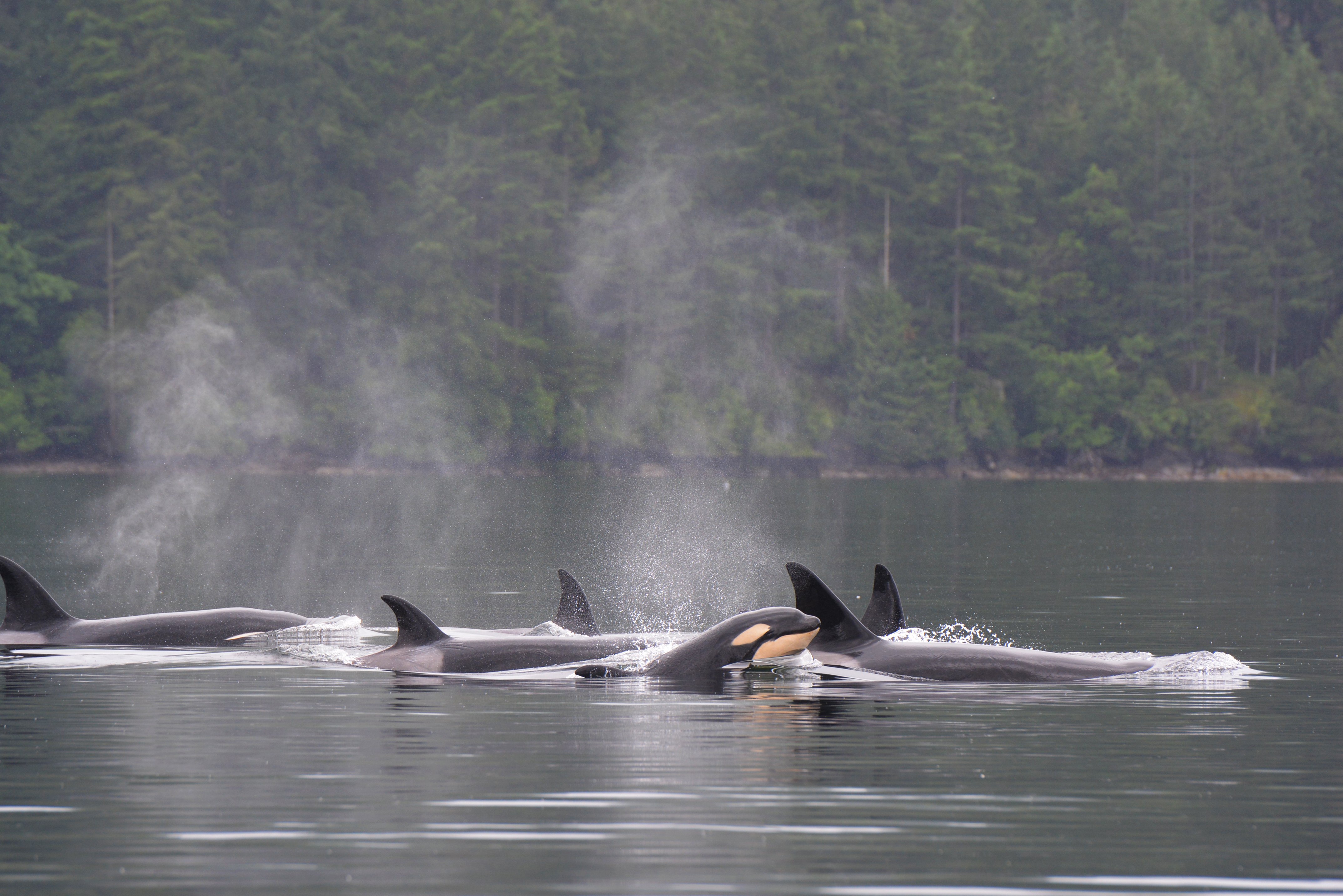 Seattle Half-Day Salish Sea Whale Watching Cruise