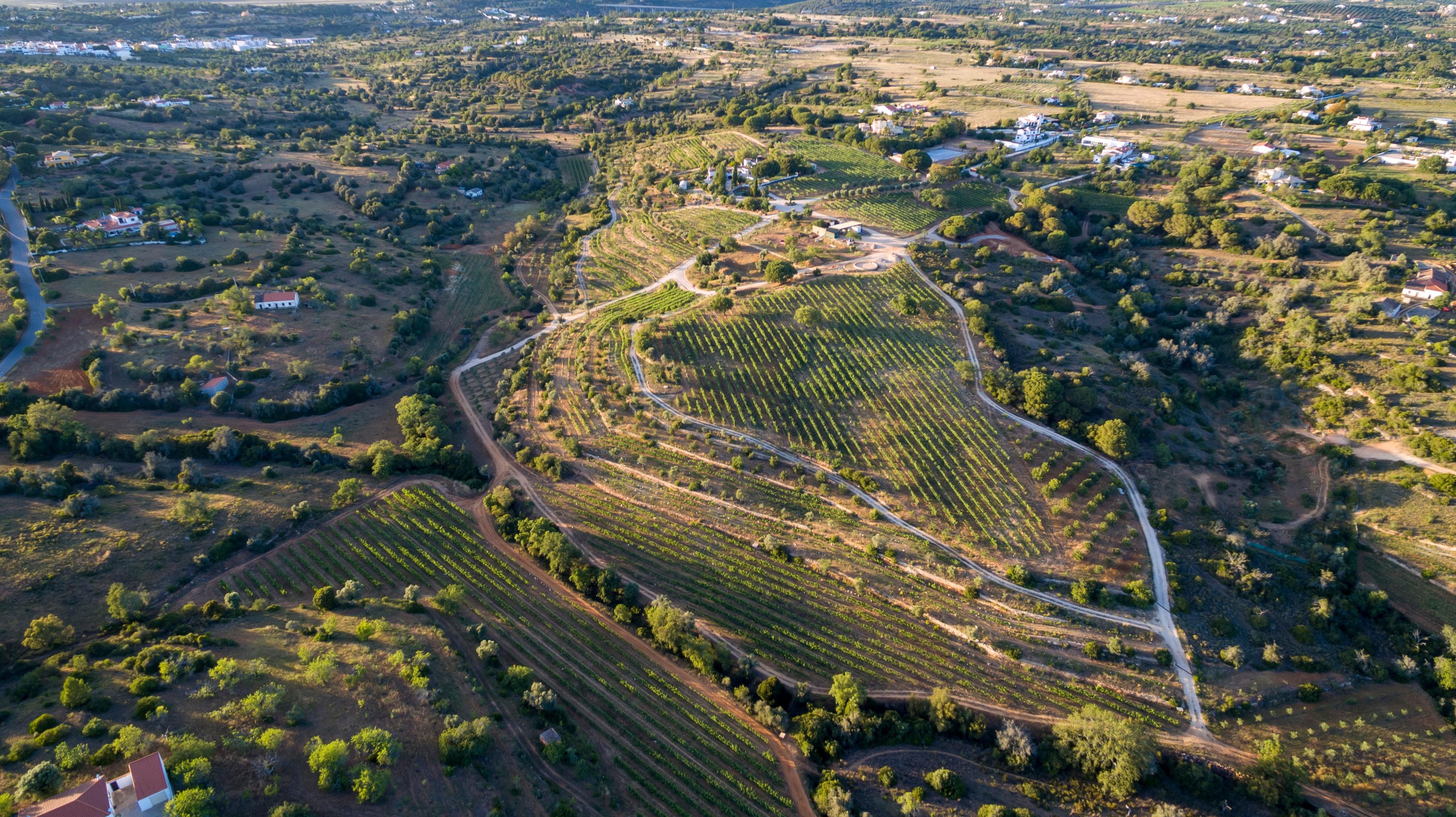 Algarve Vineyard Tour & Wine Tasting at Quinta dos Capinhas