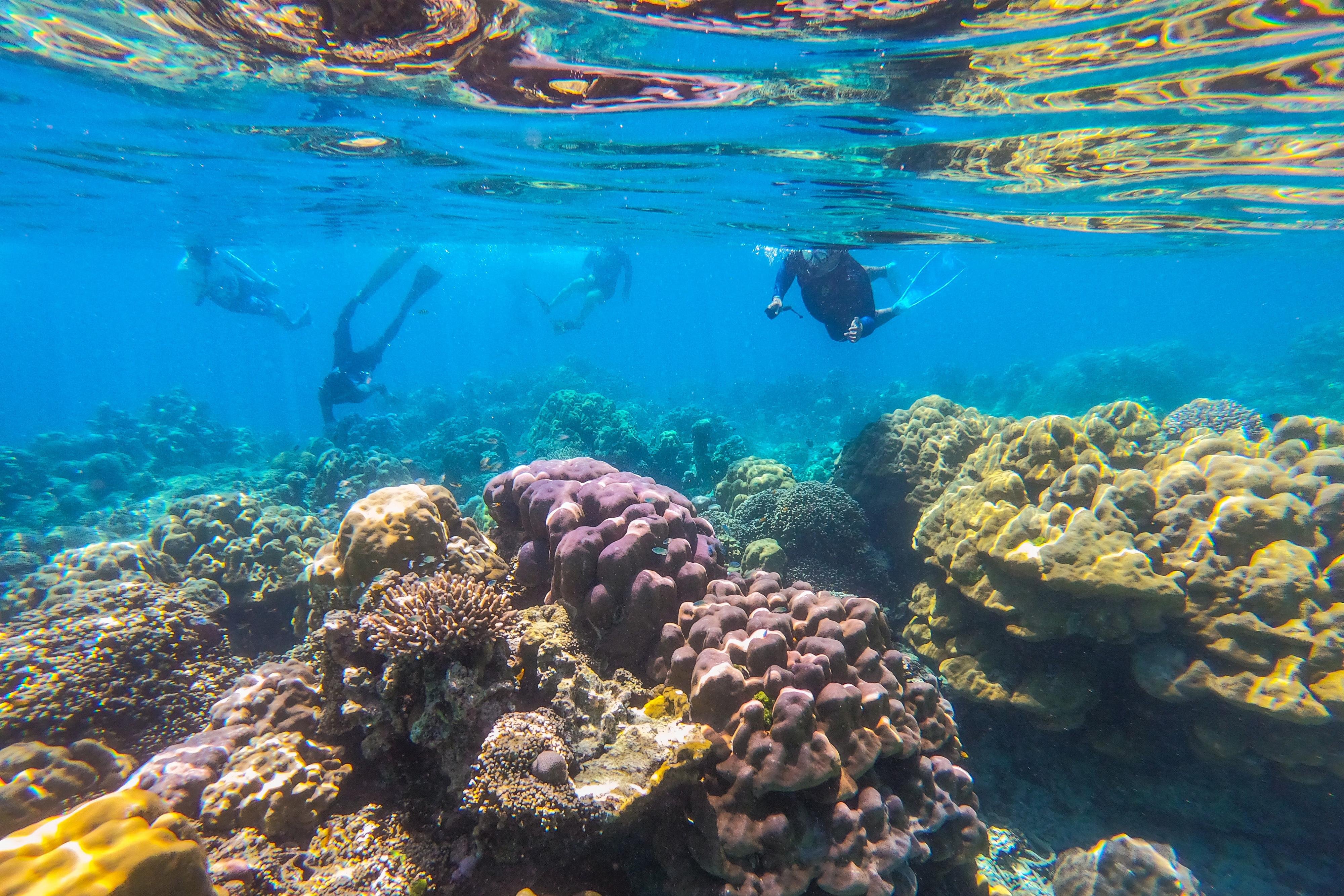Similan Islands Snorkeling Day Trip from Khao Lak