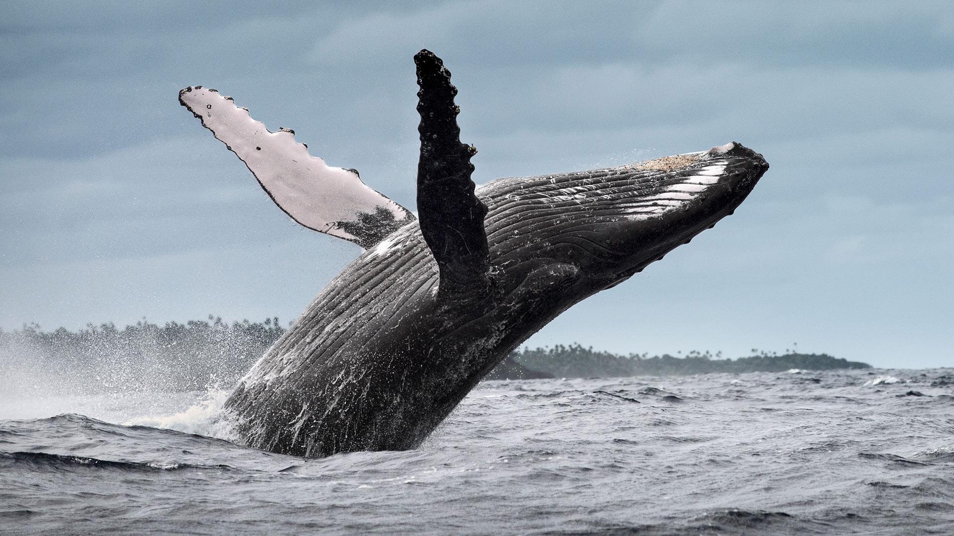 Whale Watching & Cayo Levantado Island Day Trip