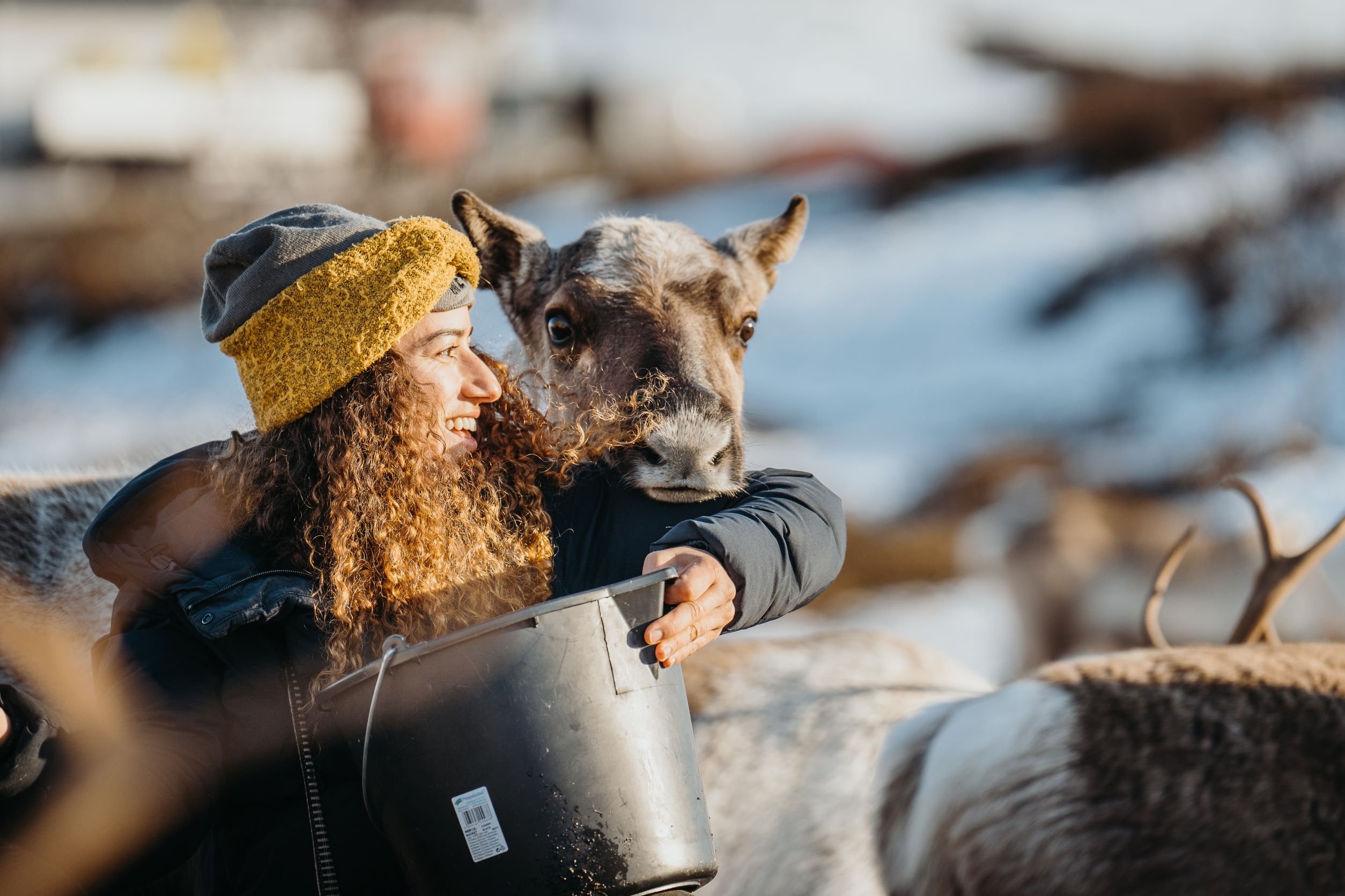 Tromsø: Arctic fjord sightseeing, Reindeer feeding and lunch — Sommarøy island Norway tour photo 1