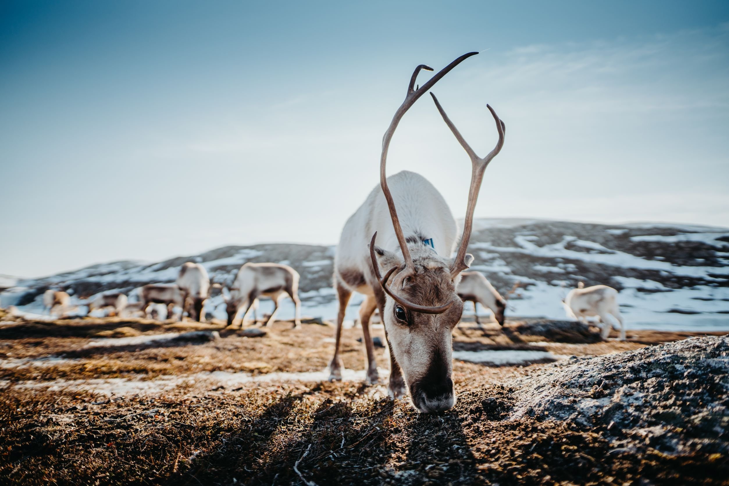 Tromsø: Arctic fjord sightseeing, Reindeer feeding and lunch - 2026 (Verified Reviews)