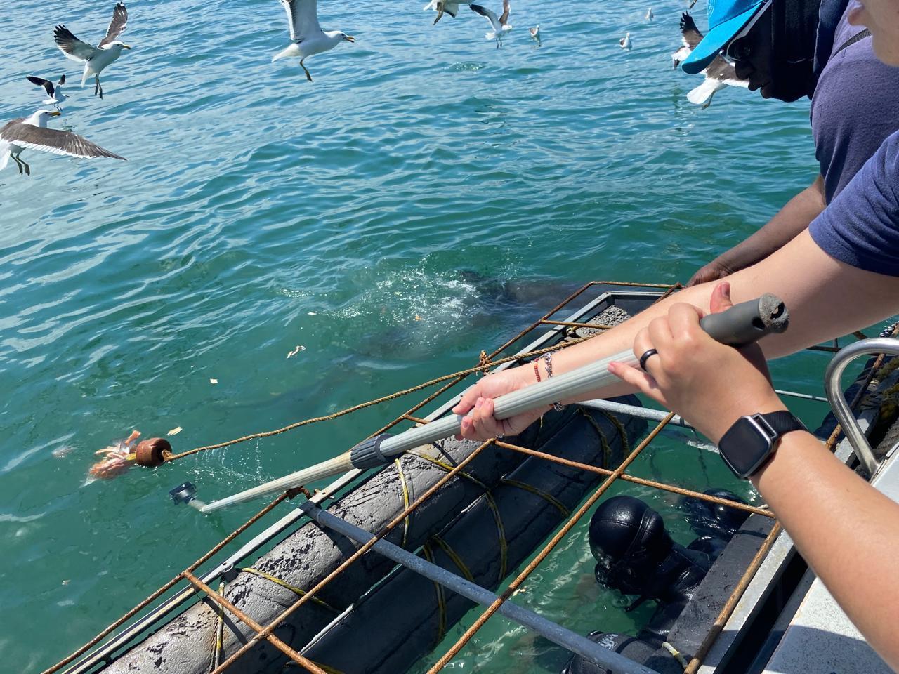 Private Shark Cage Diving Day Tour from Cape Town