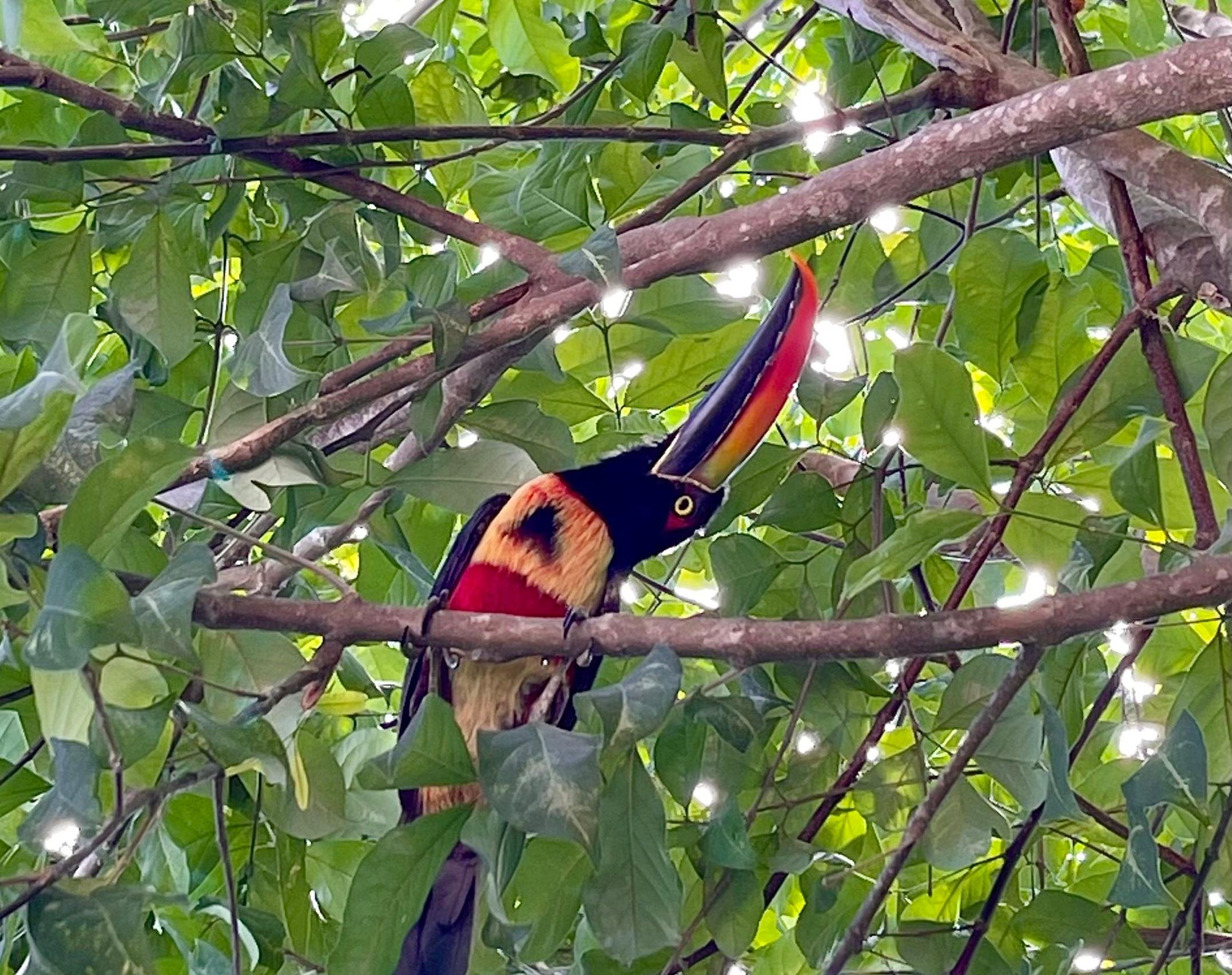 Manuel Antonio National Park: Naturalist-Led Wildlife Walking Tour