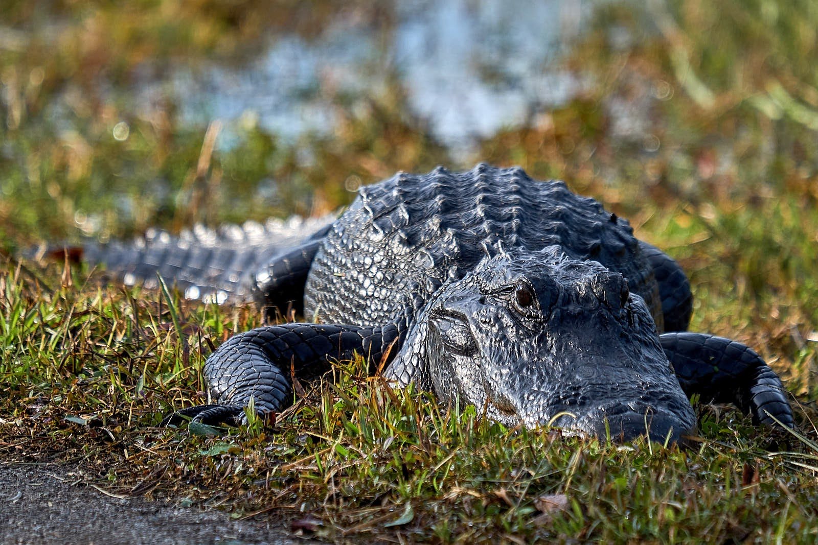 Everglades Boat Adventure & Cypress Walk from Naples