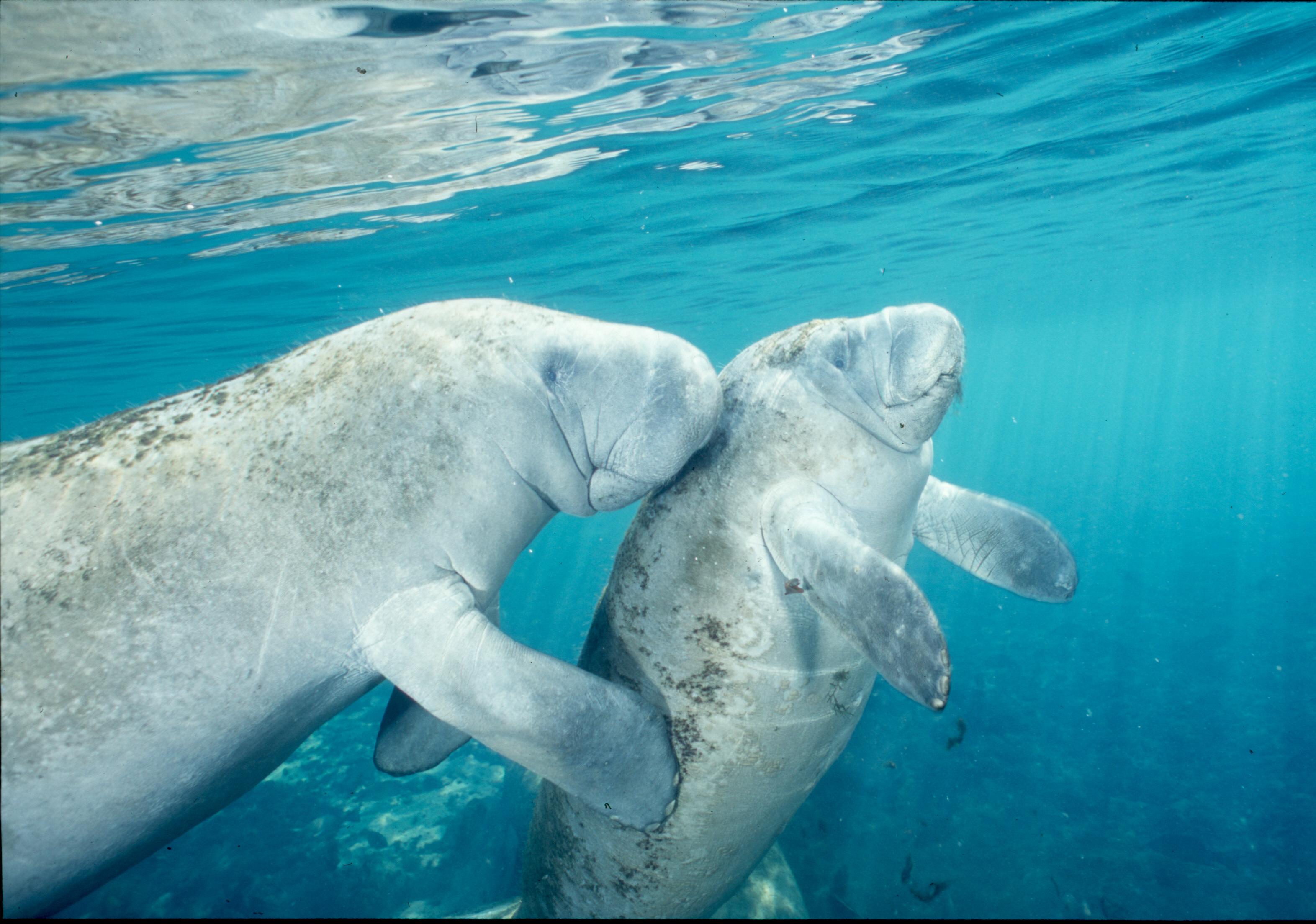 Crystal River Manatee Snorkeling Adventure with Wildlife Park Visit