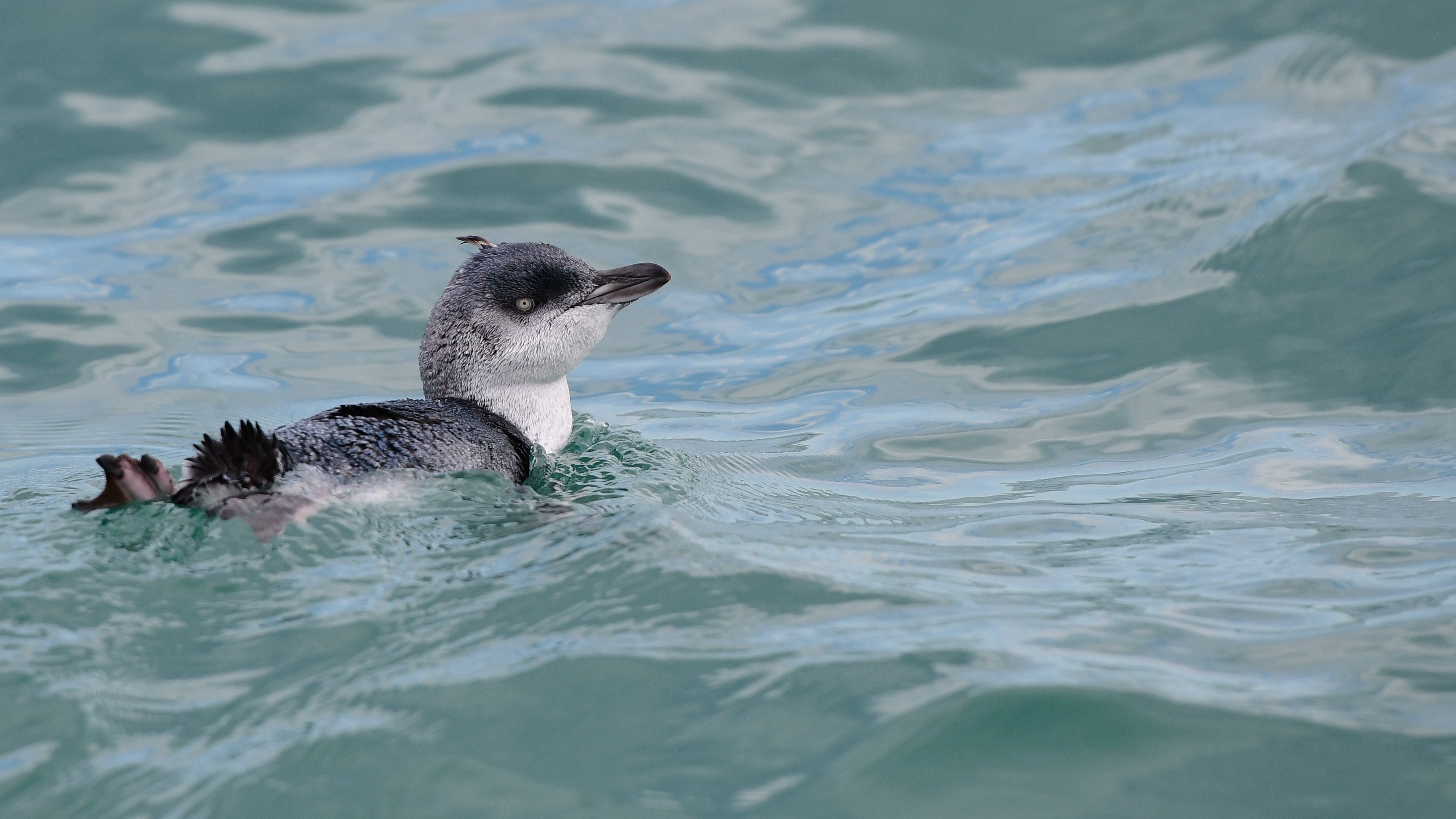Akaroa Wildlife & Volcanic Coastline Cruise