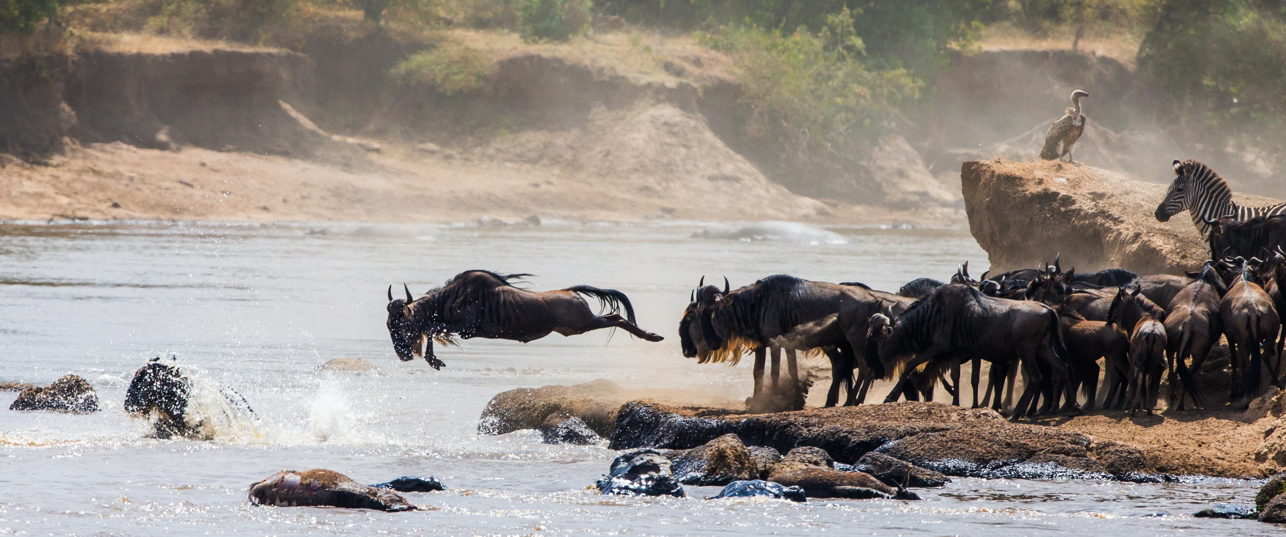 Maasai Mara Day Safari from Nairobi