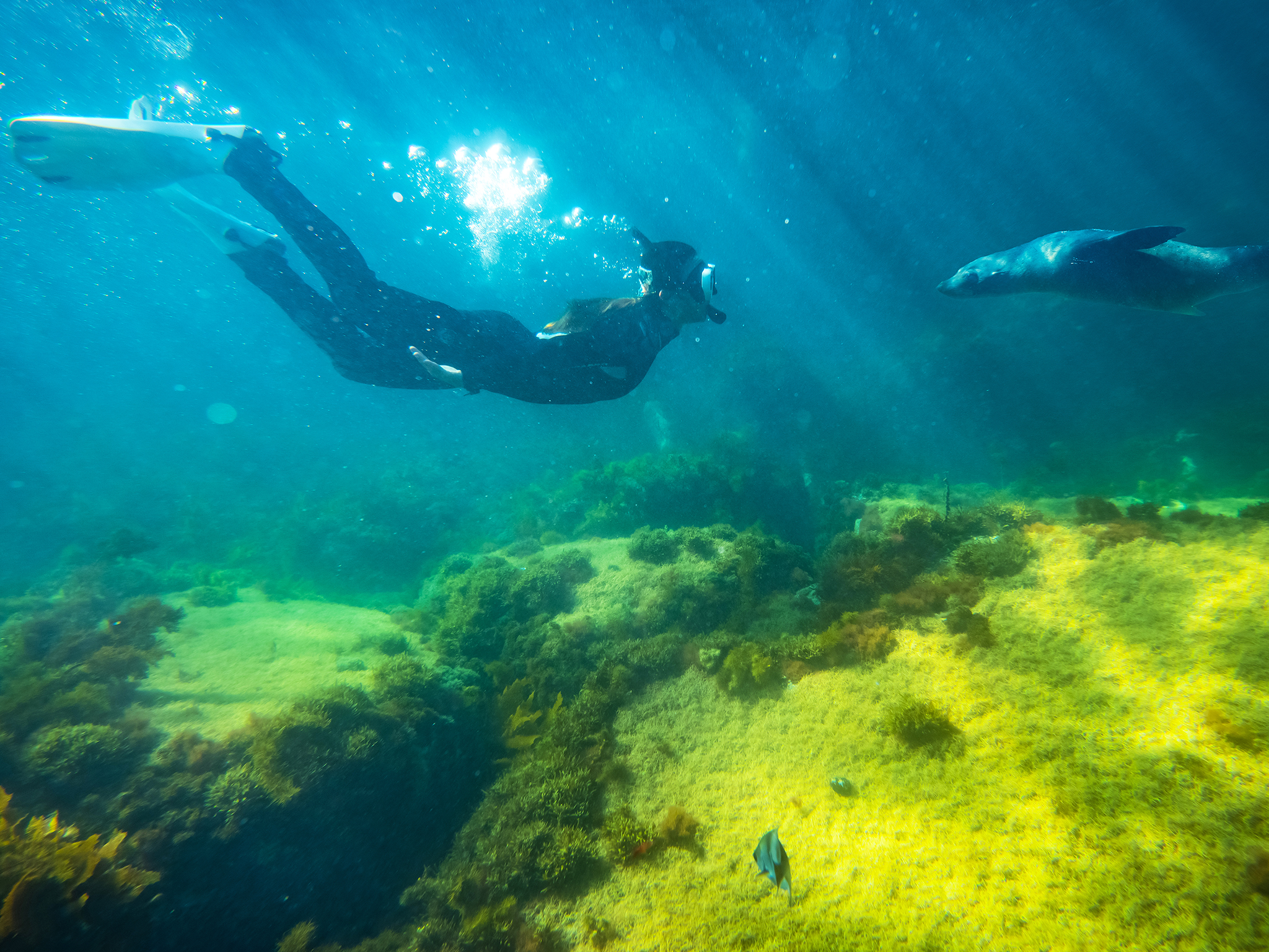 Kangaroo Island Dolphin & Seal Swim Boat Tour