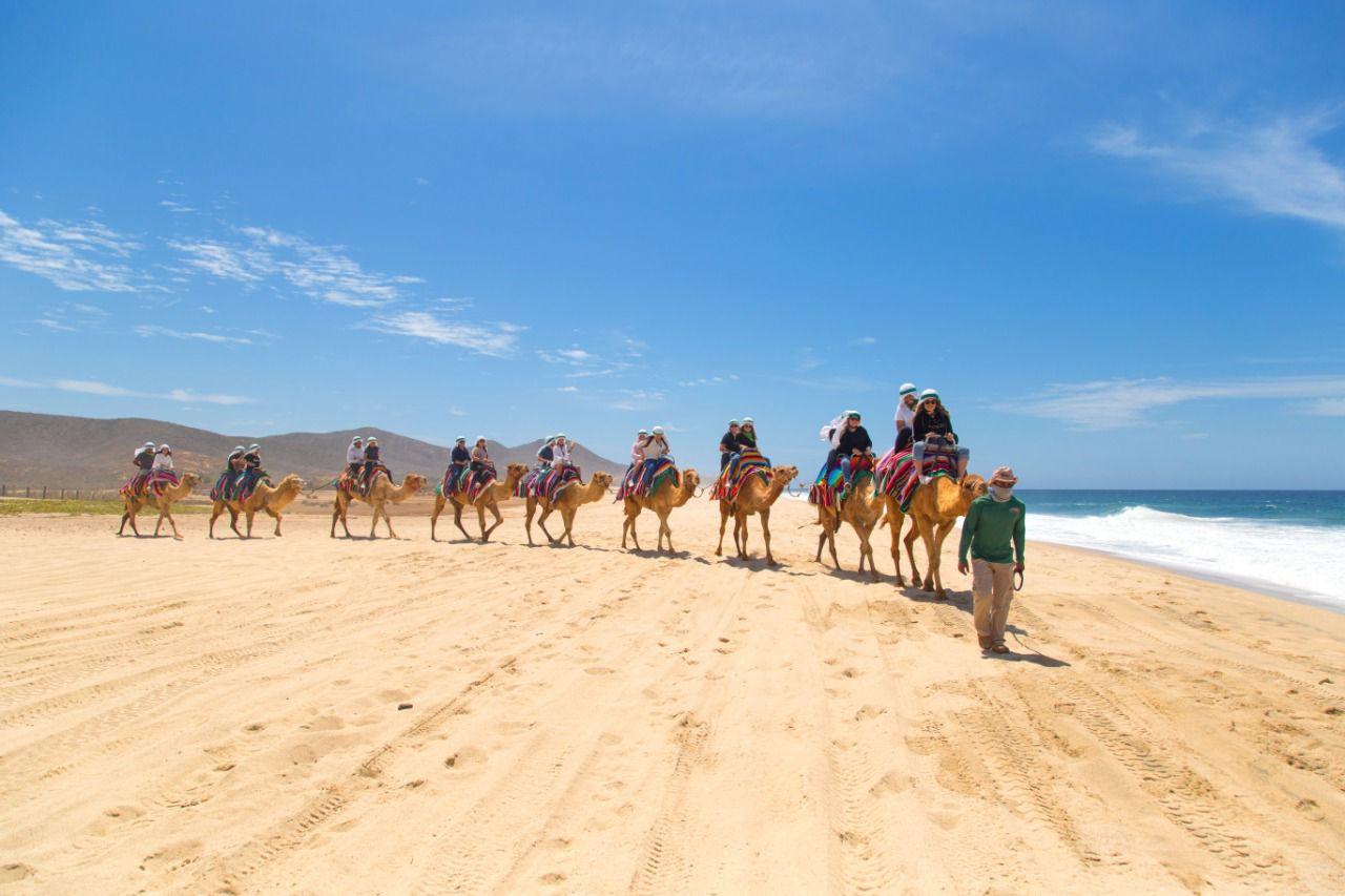 Cabo Camel Ride & UTV Desert Combo