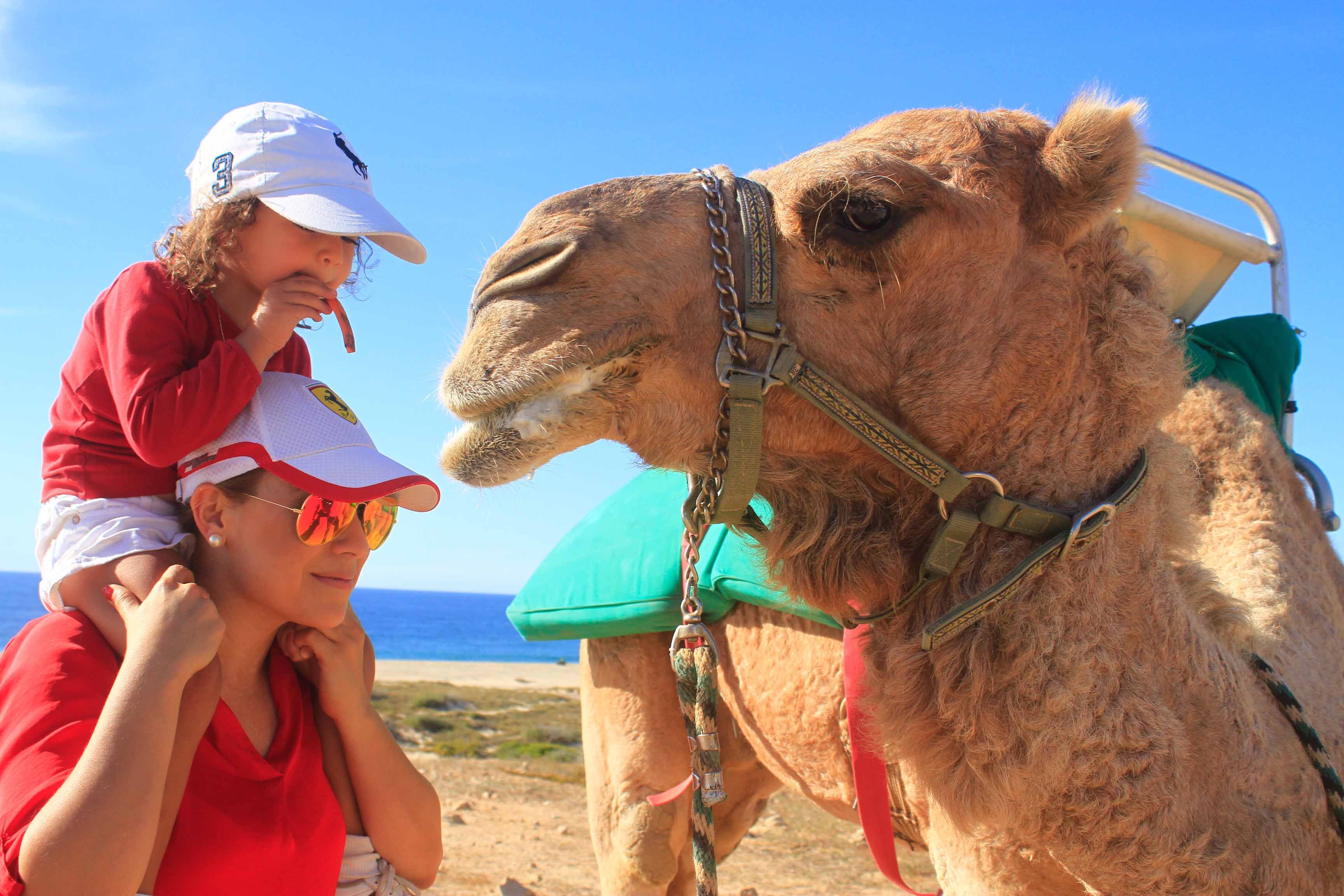 Cabo Camel Ride & UTV Desert Combo