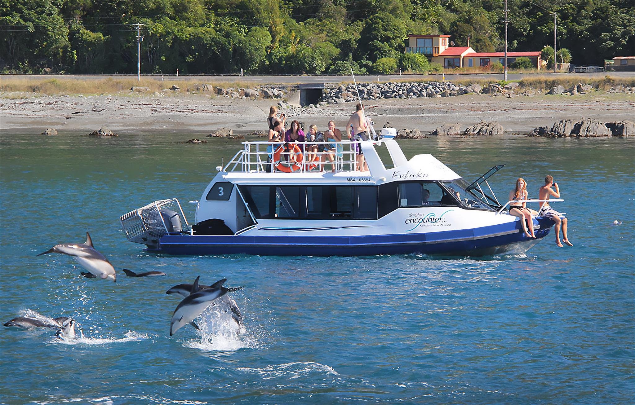 Kaikōura Day Tour from Christchurch with Dolphin Encounter