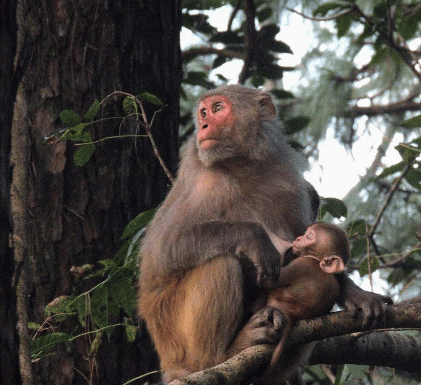 Shivapuri Nagarjun National Park 4x4 Wildlife Safari