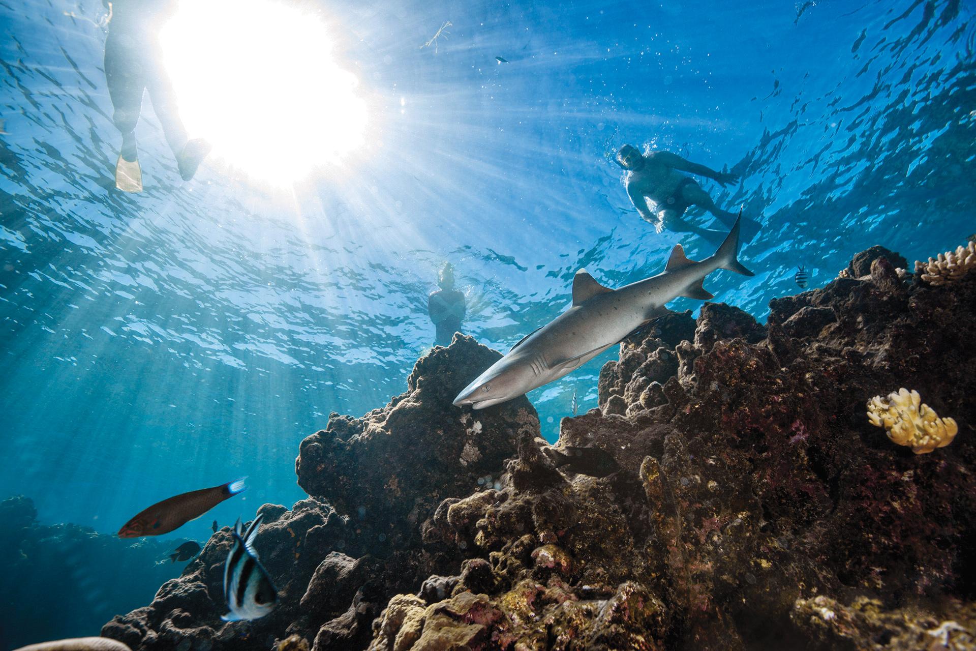 Shark Encounter & Island Day at Barefoot Kuata Resort