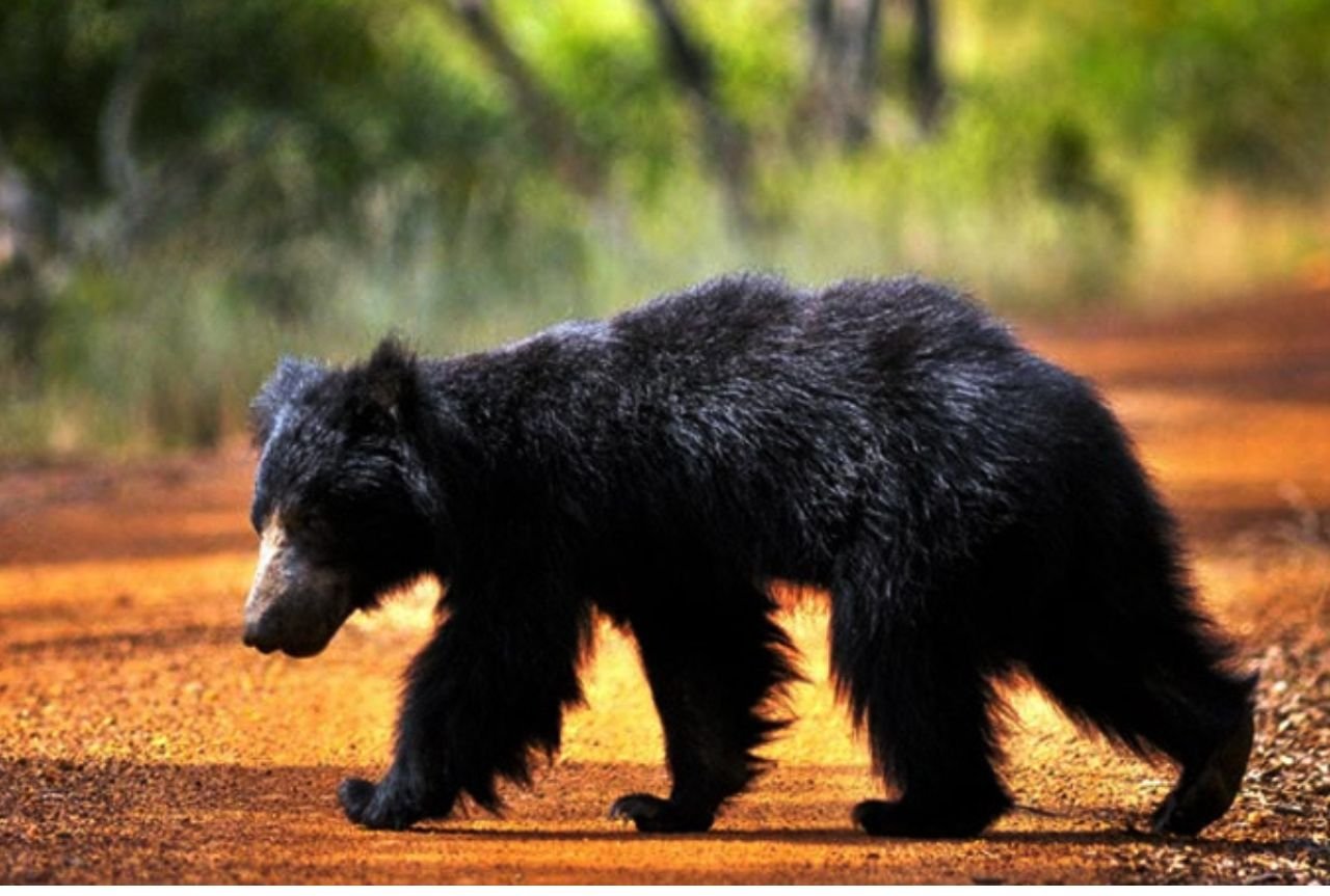 Full-Day Wilpattu National Park Leopard Safari from Anuradhapura