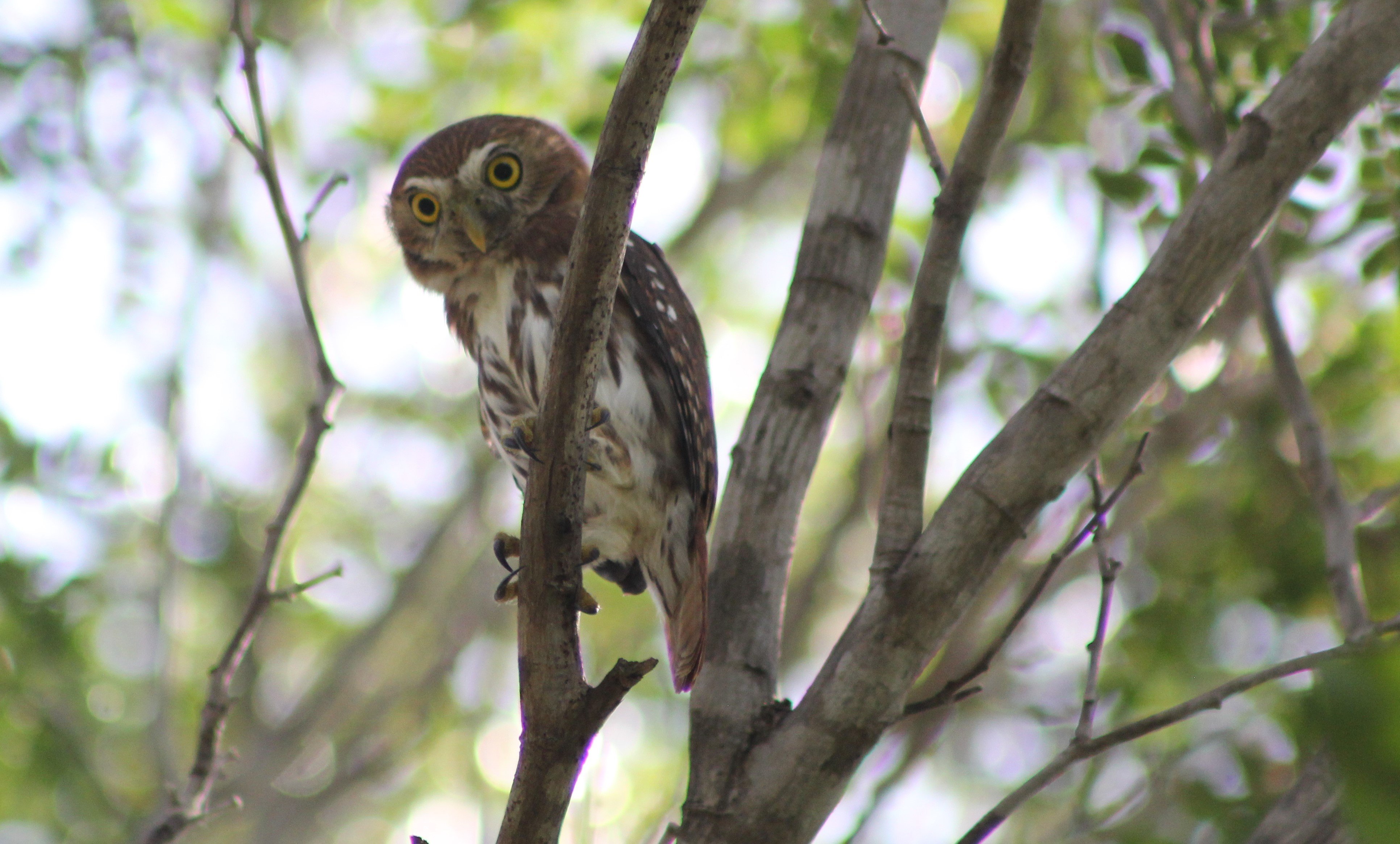 Sian Ka'an Biosphere Birdwatching Hike