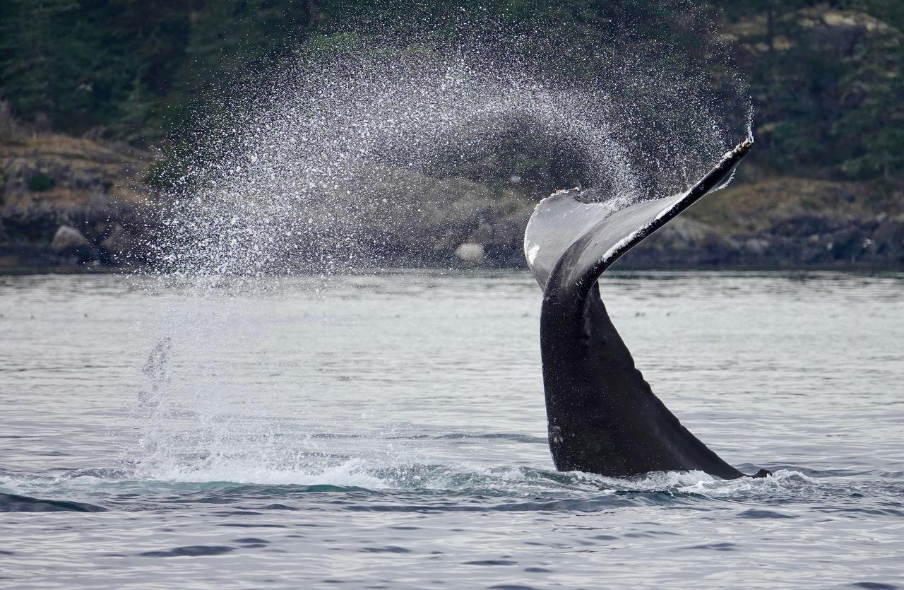 Victoria whale watching tour — orcas and marine wildlife in the Salish Sea — image 8