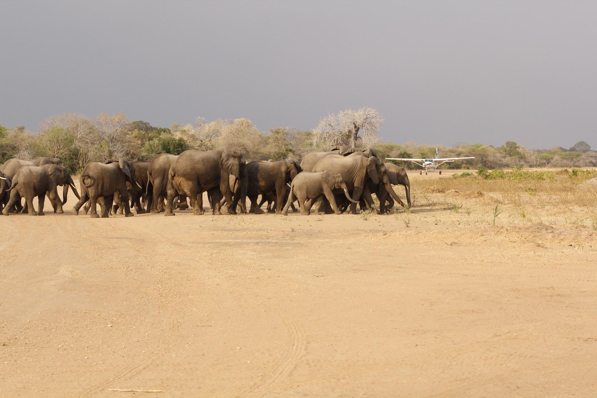 Zanzibar to Selous: 3-Day All-Inclusive Flying Safari