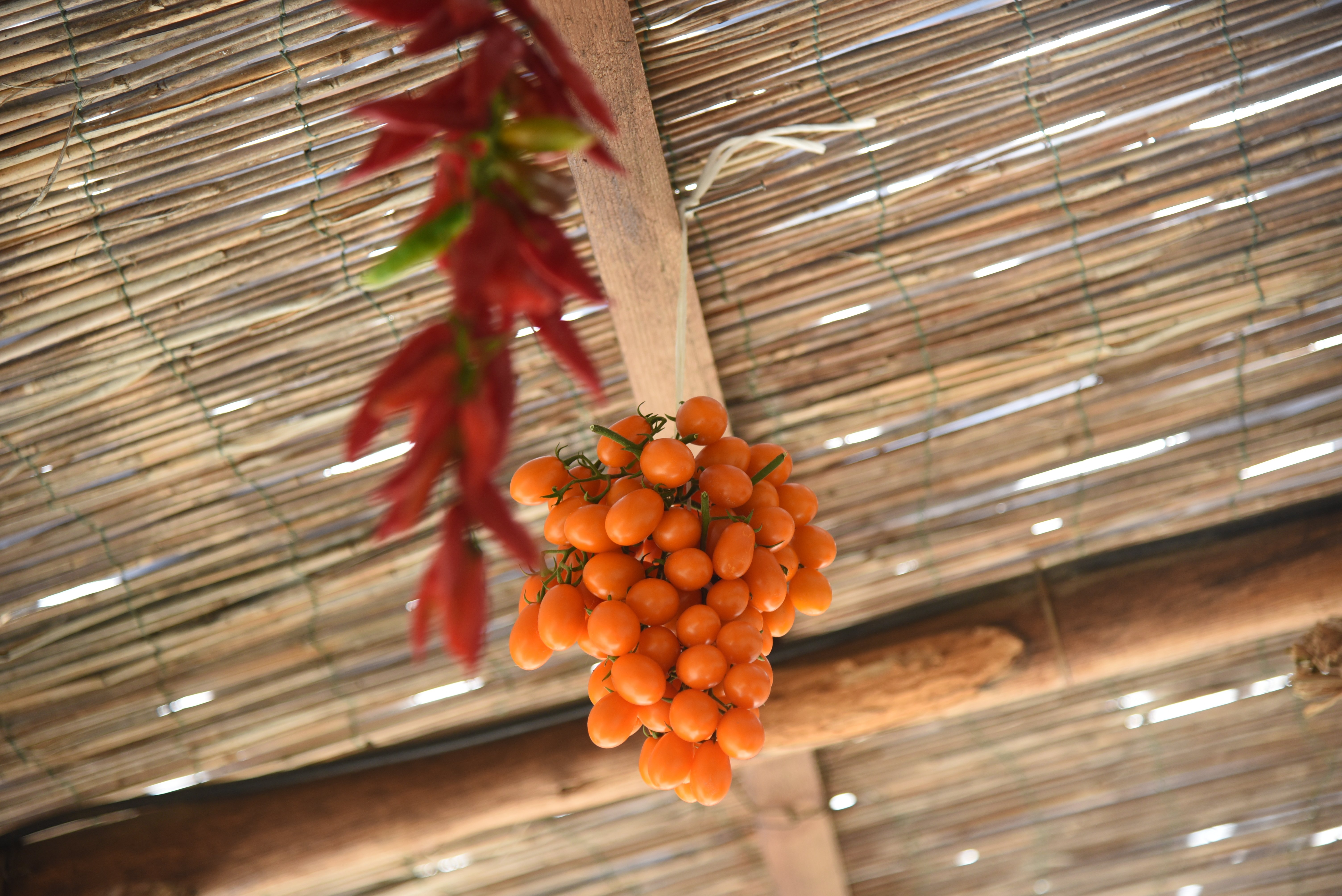 cooking class in Sorrento — photo 19
