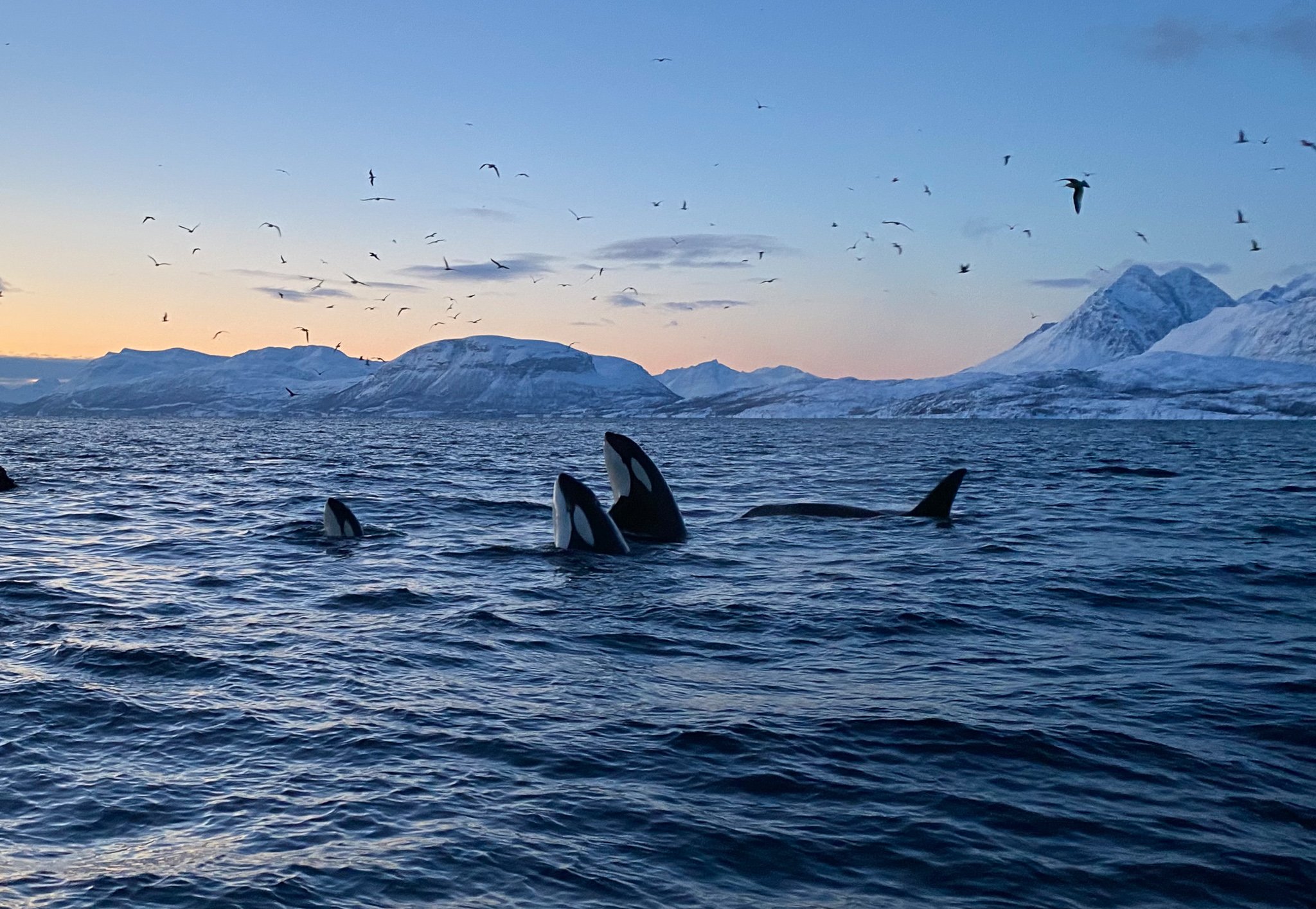Skjervøy Arctic Whale & Orca Safari by RIB Boat