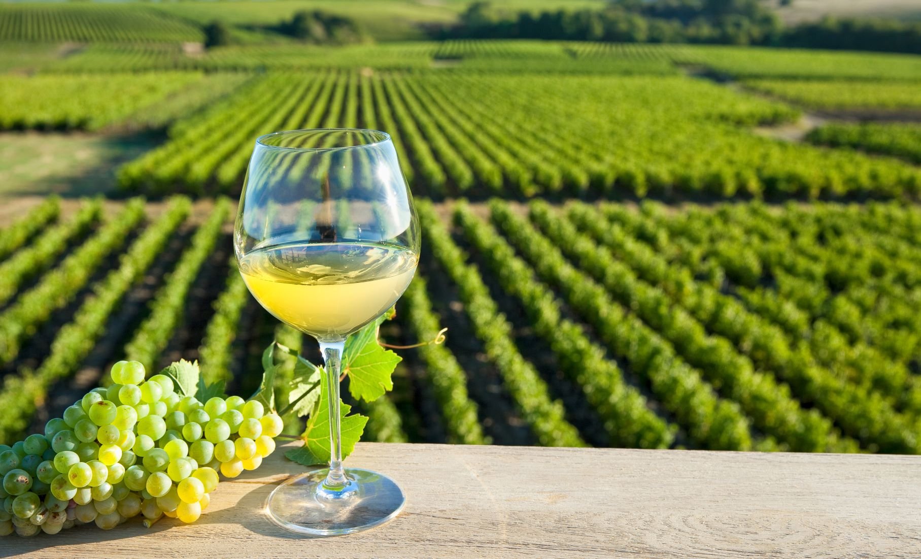 Loire Valley Wine Discovery: Bourgueil & Chinon Full-Day Tour