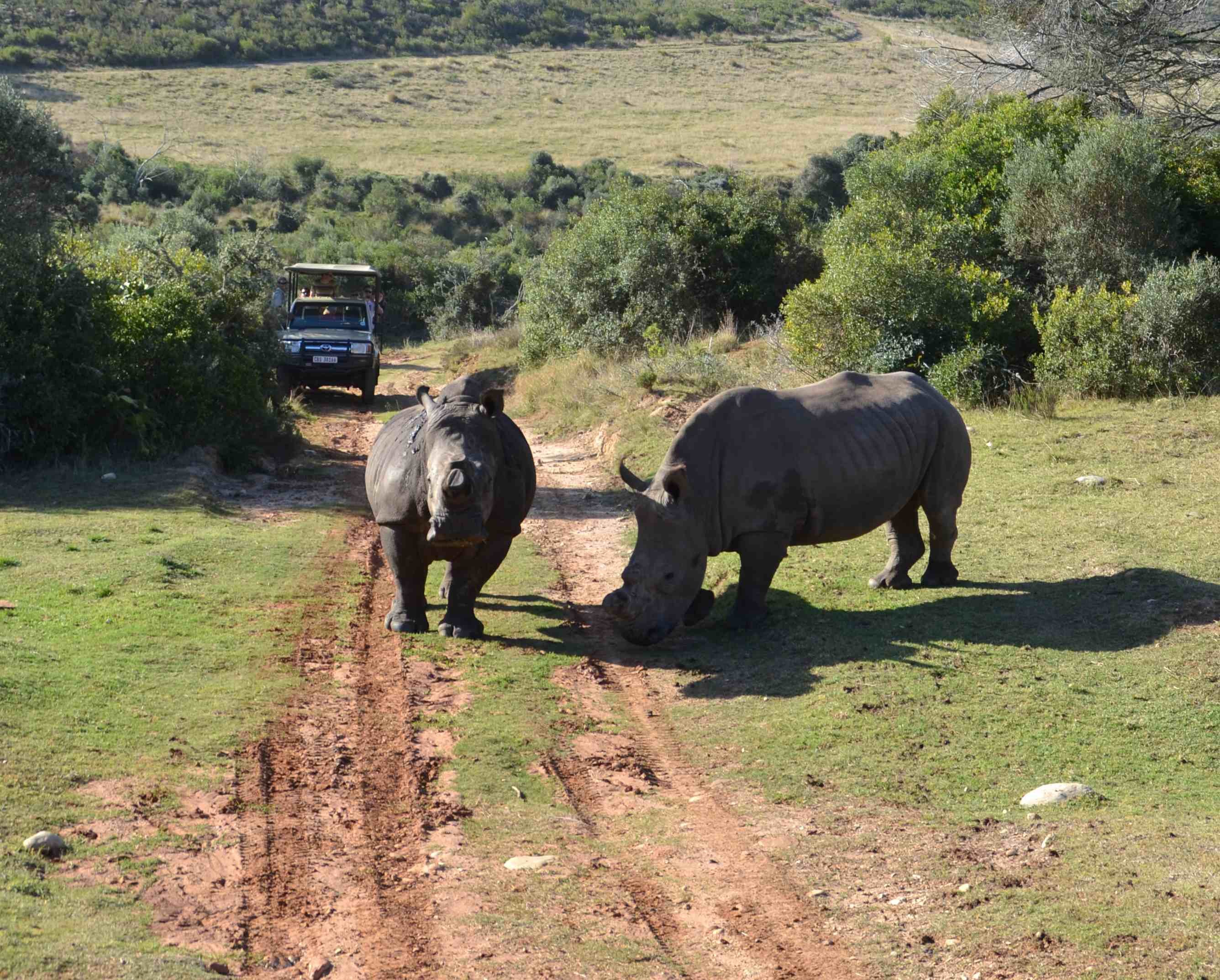 Cape Town: 2-Day Garden Route Safari & Luxury Glamping Experience