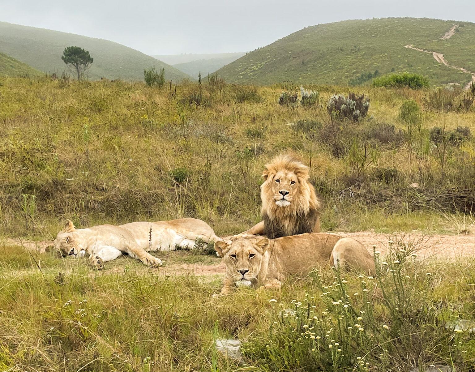 Cape Town: 2-Day Garden Route Safari & Luxury Glamping Experience