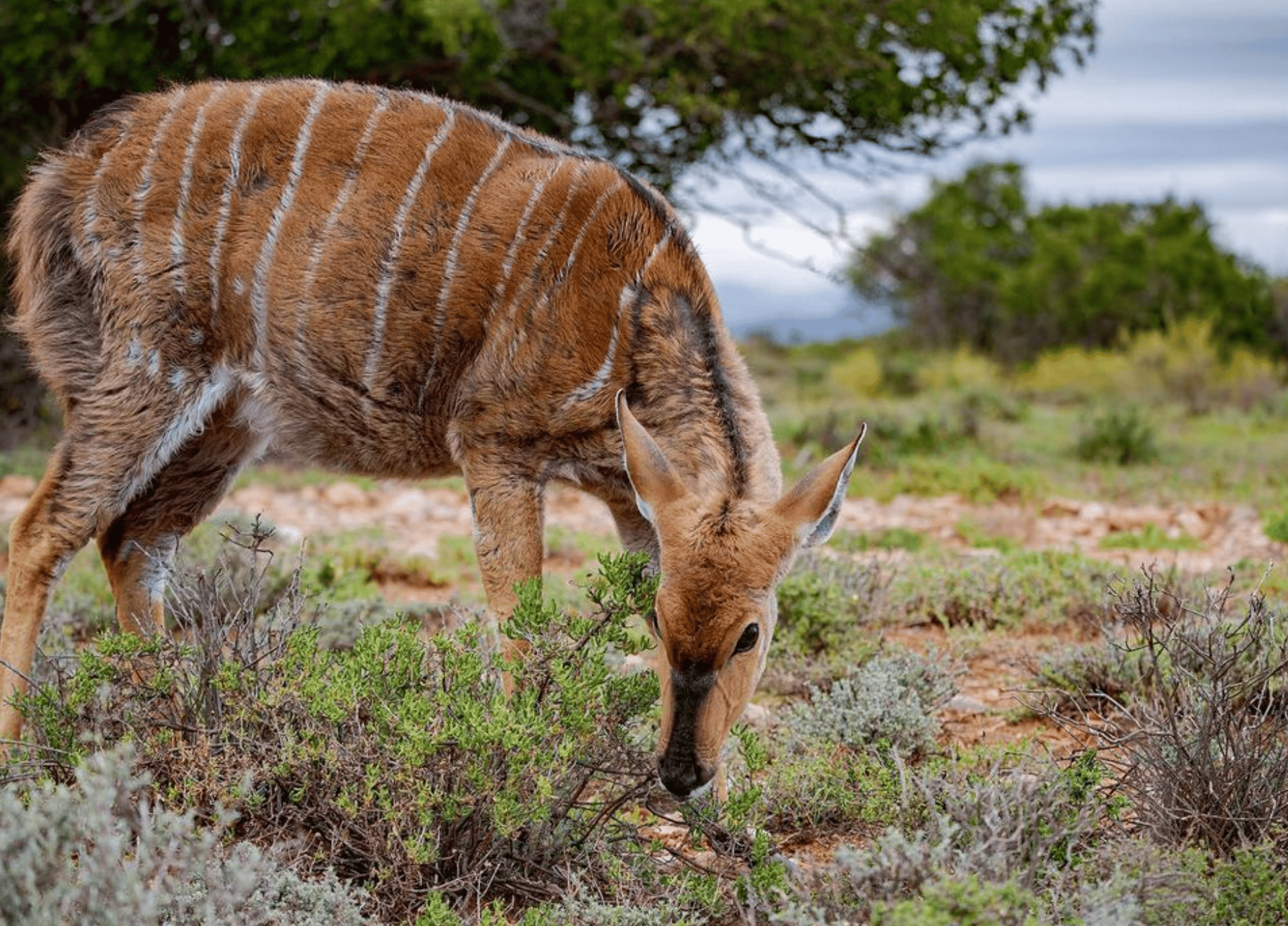 Cape Town to Garden Route: 2-Day Big Five Safari Adventure