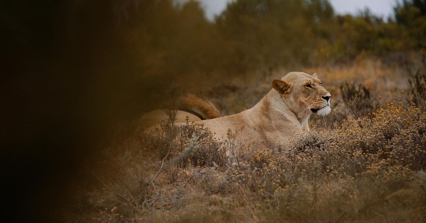 Cape Town to Garden Route: 2-Day Big Five Safari Adventure