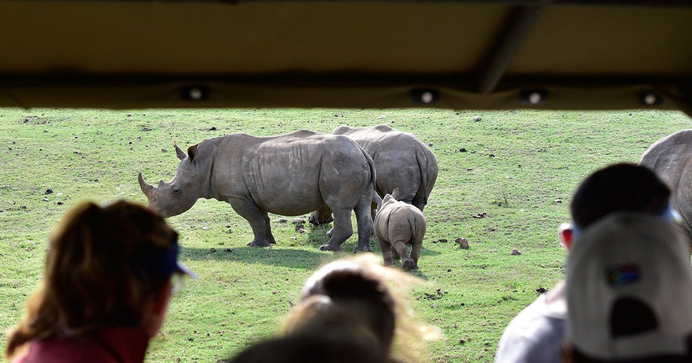 Cape Town to Garden Route: 2-Day Big Five Safari Adventure