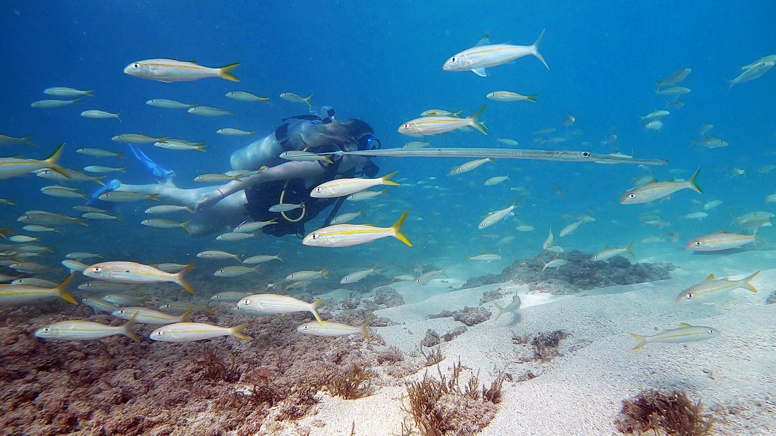 Beginner Scuba Diving Experience with Sea Turtles