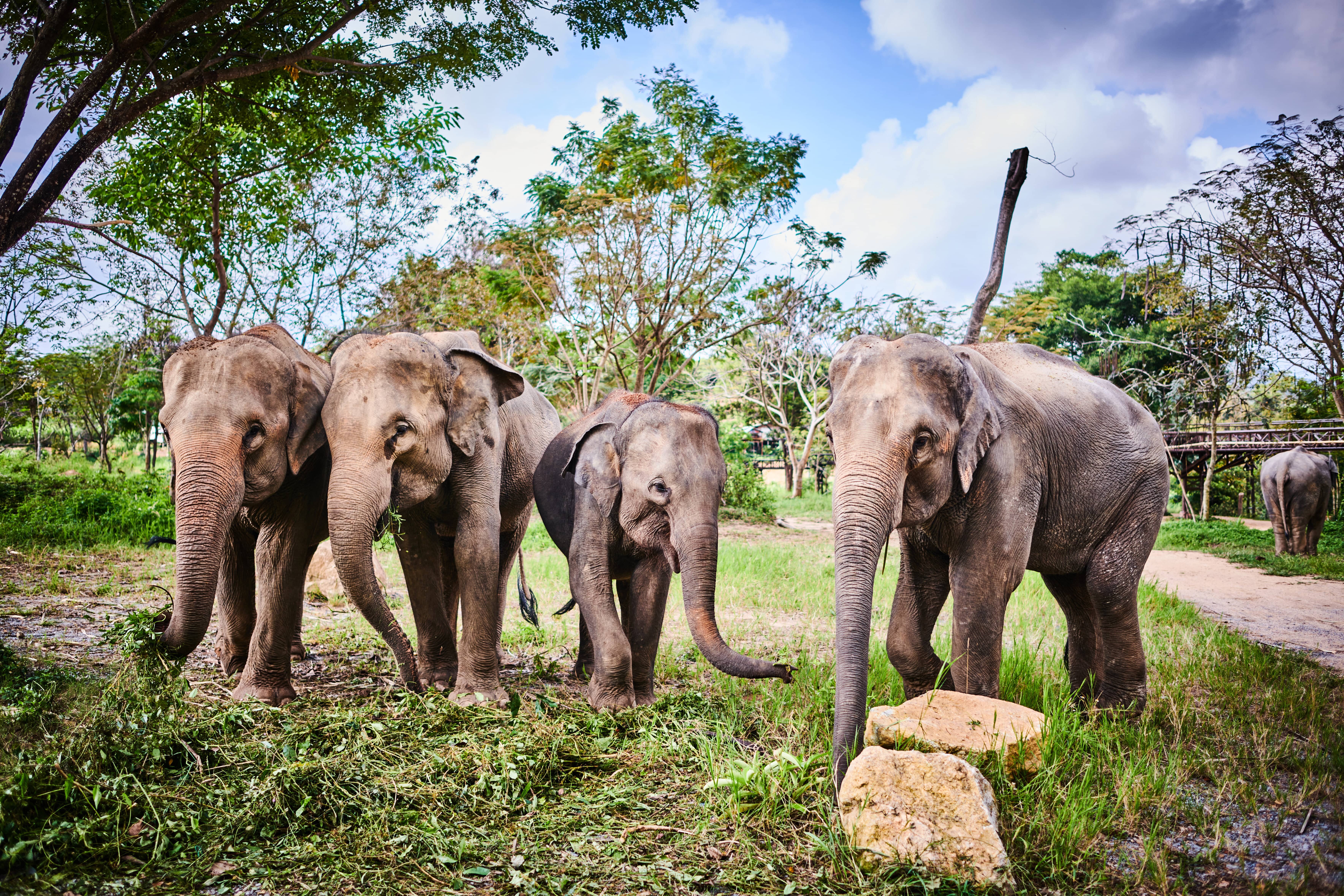 Koh Samui Ethical Elephant Sanctuary Half-Day Experience