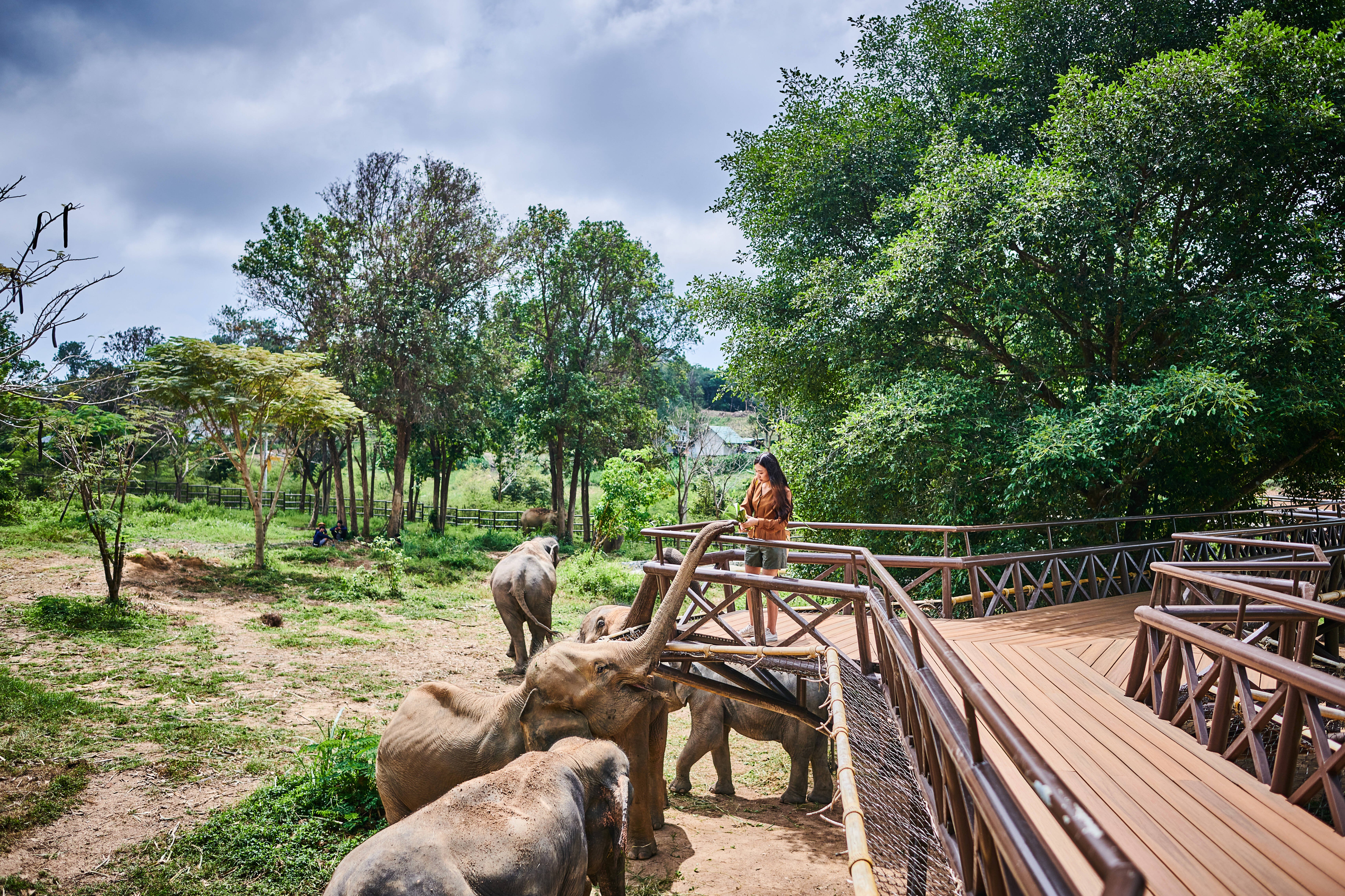 Koh Samui Ethical Elephant Sanctuary Half-Day Experience