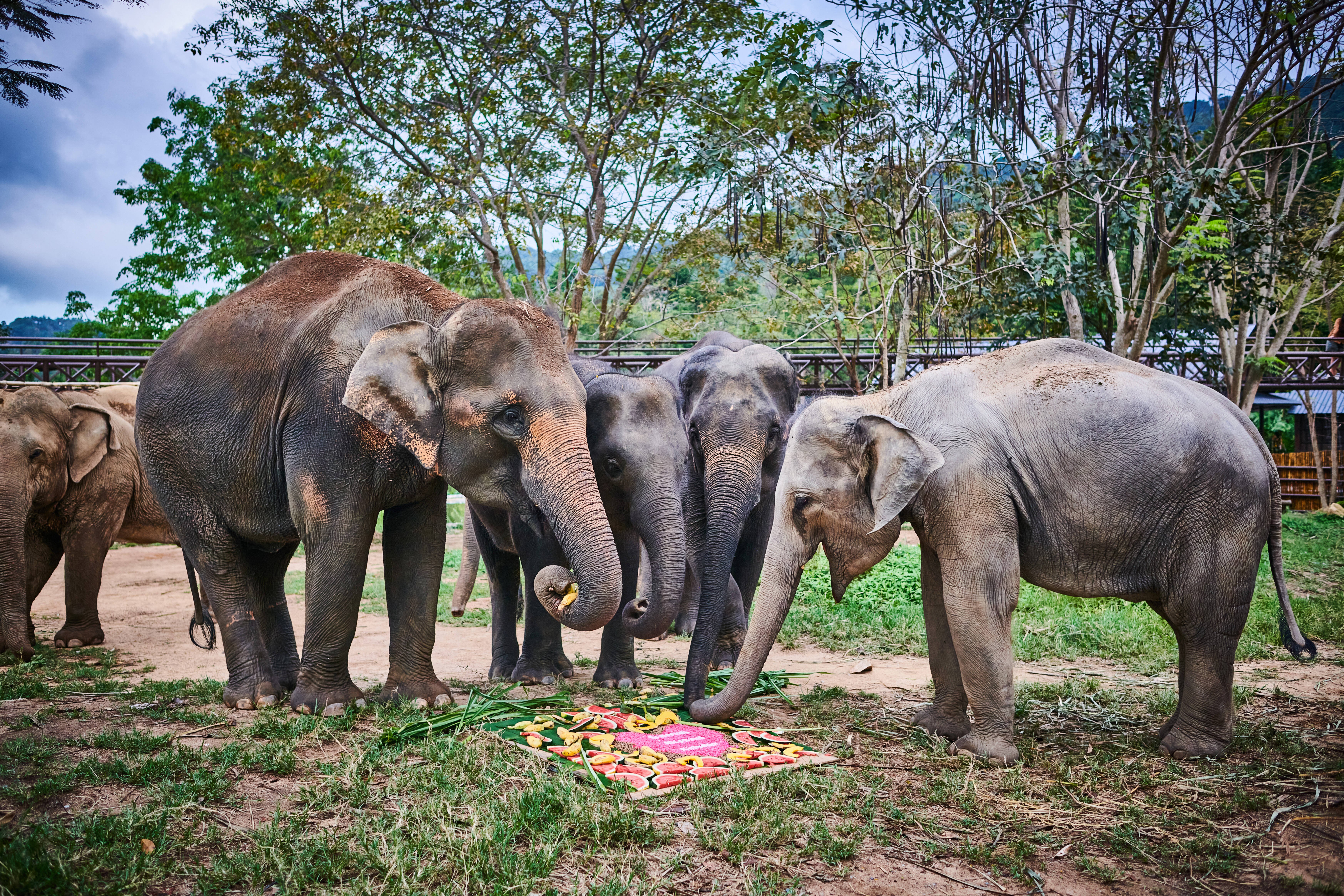 Koh Samui Ethical Elephant Sanctuary Half-Day Experience