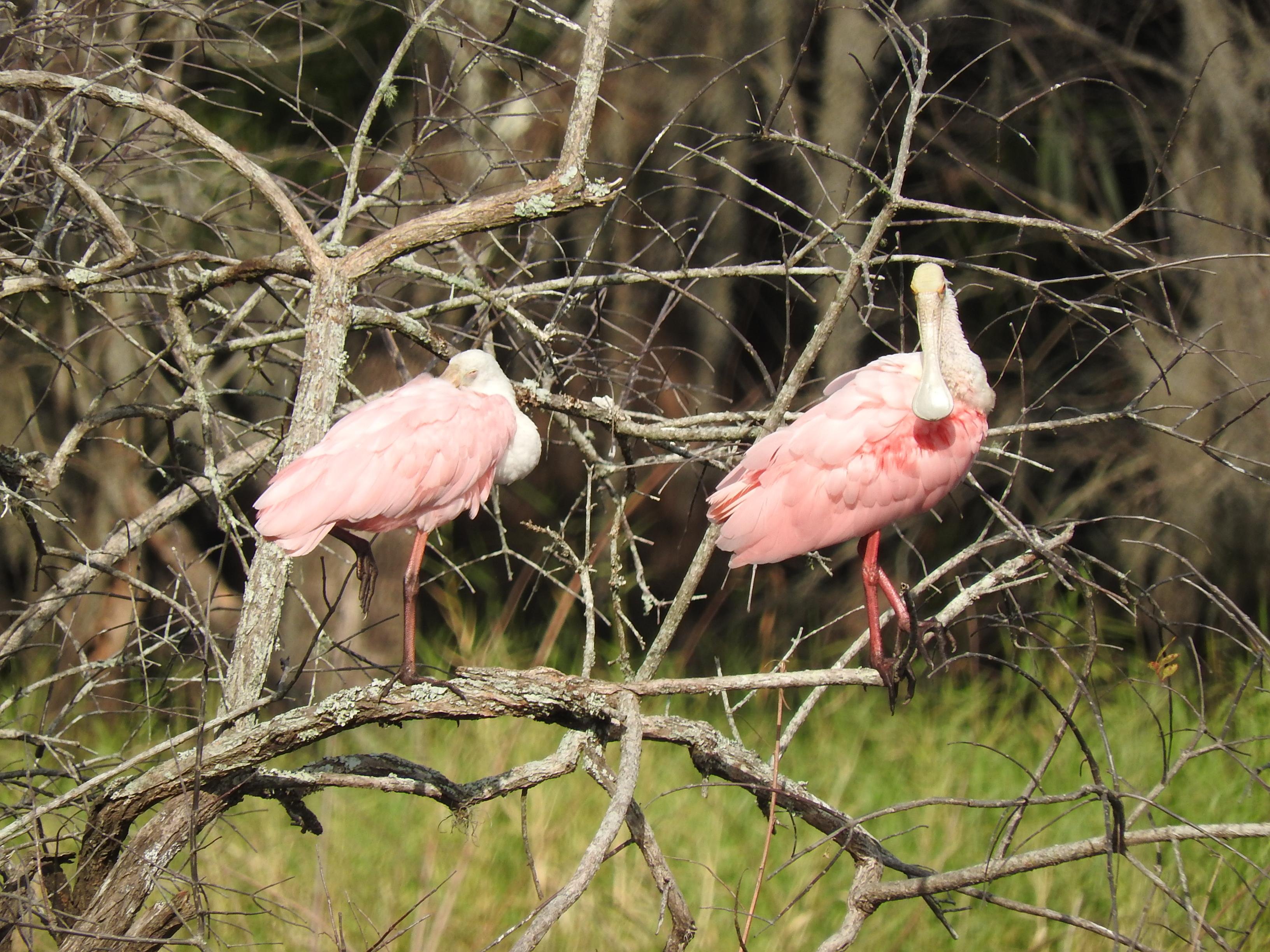Everglades Day Safari from Fort Lauderdale