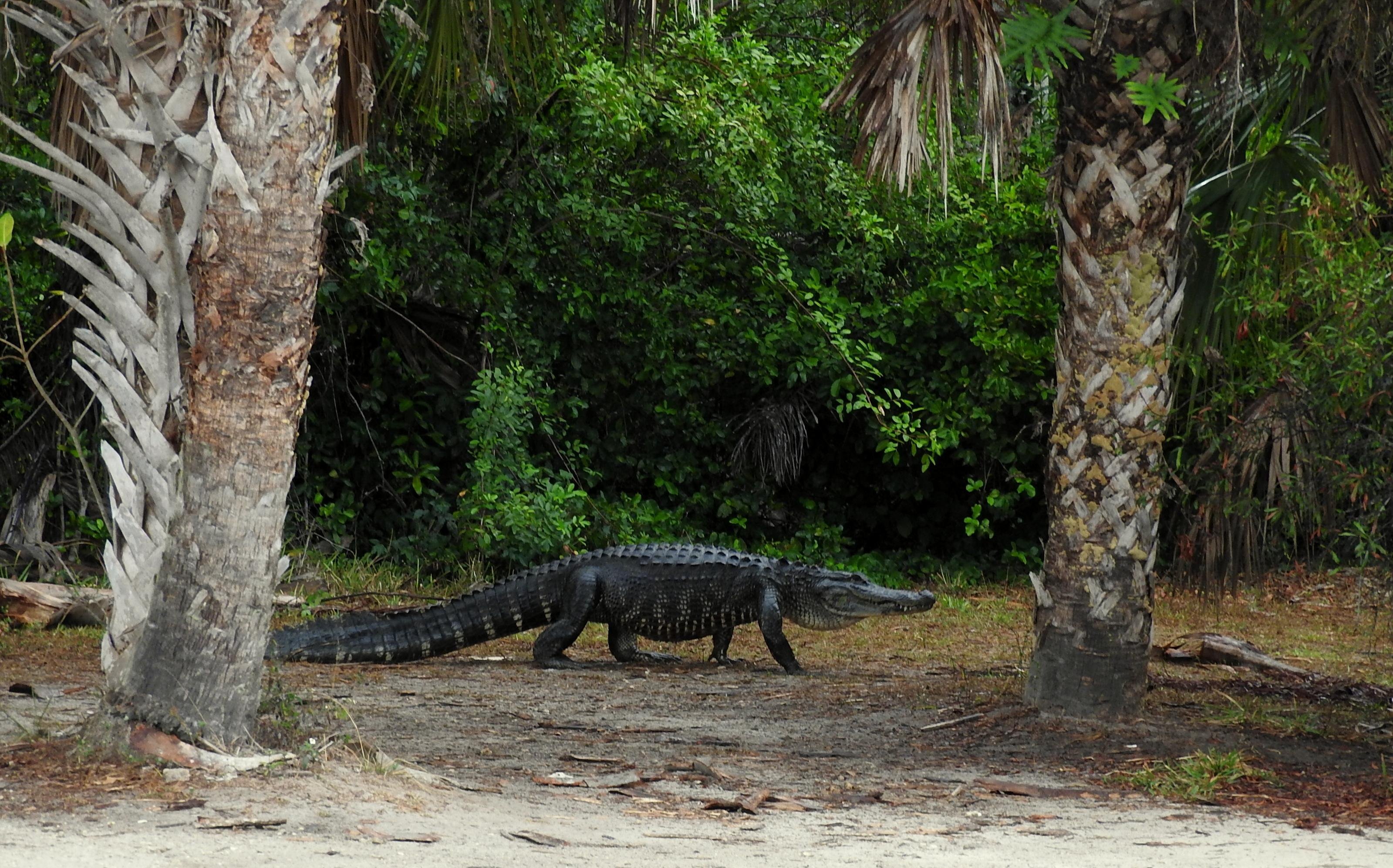 Everglades Day Safari from Fort Lauderdale
