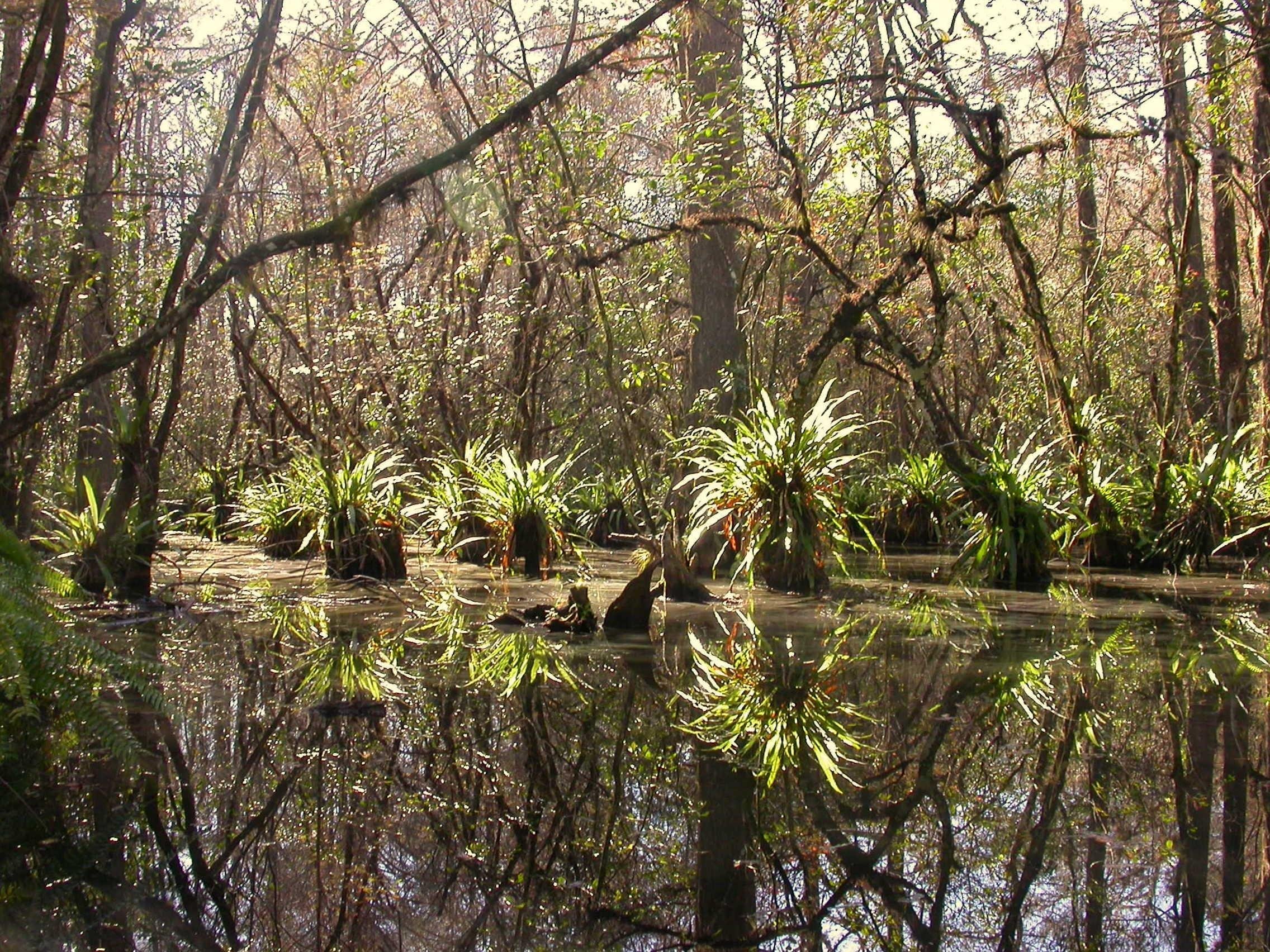 Everglades Day Safari from Fort Lauderdale