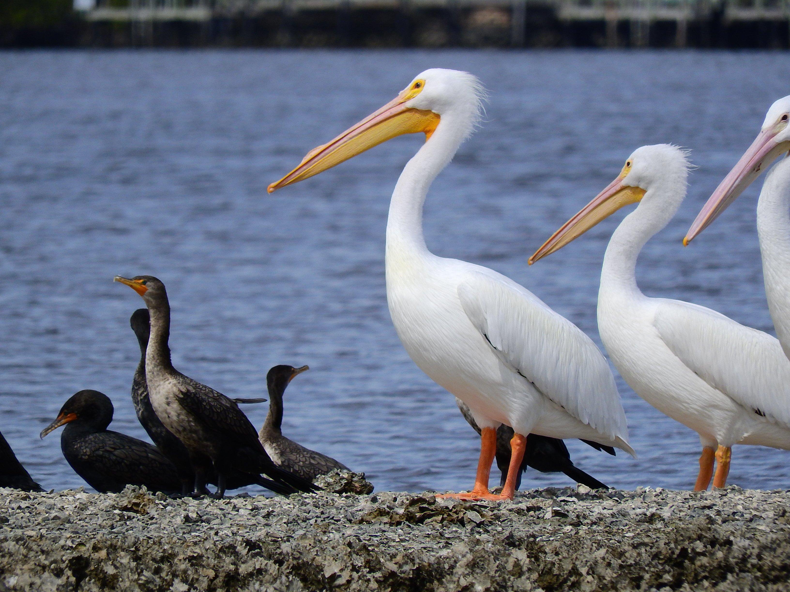 Everglades Day Safari from Fort Lauderdale